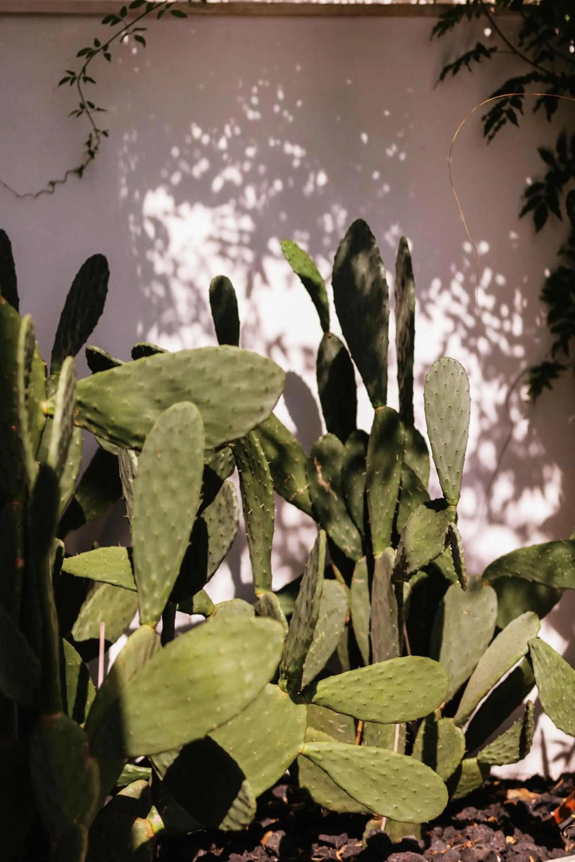 Restaurant/places to eat in View Place & Spa