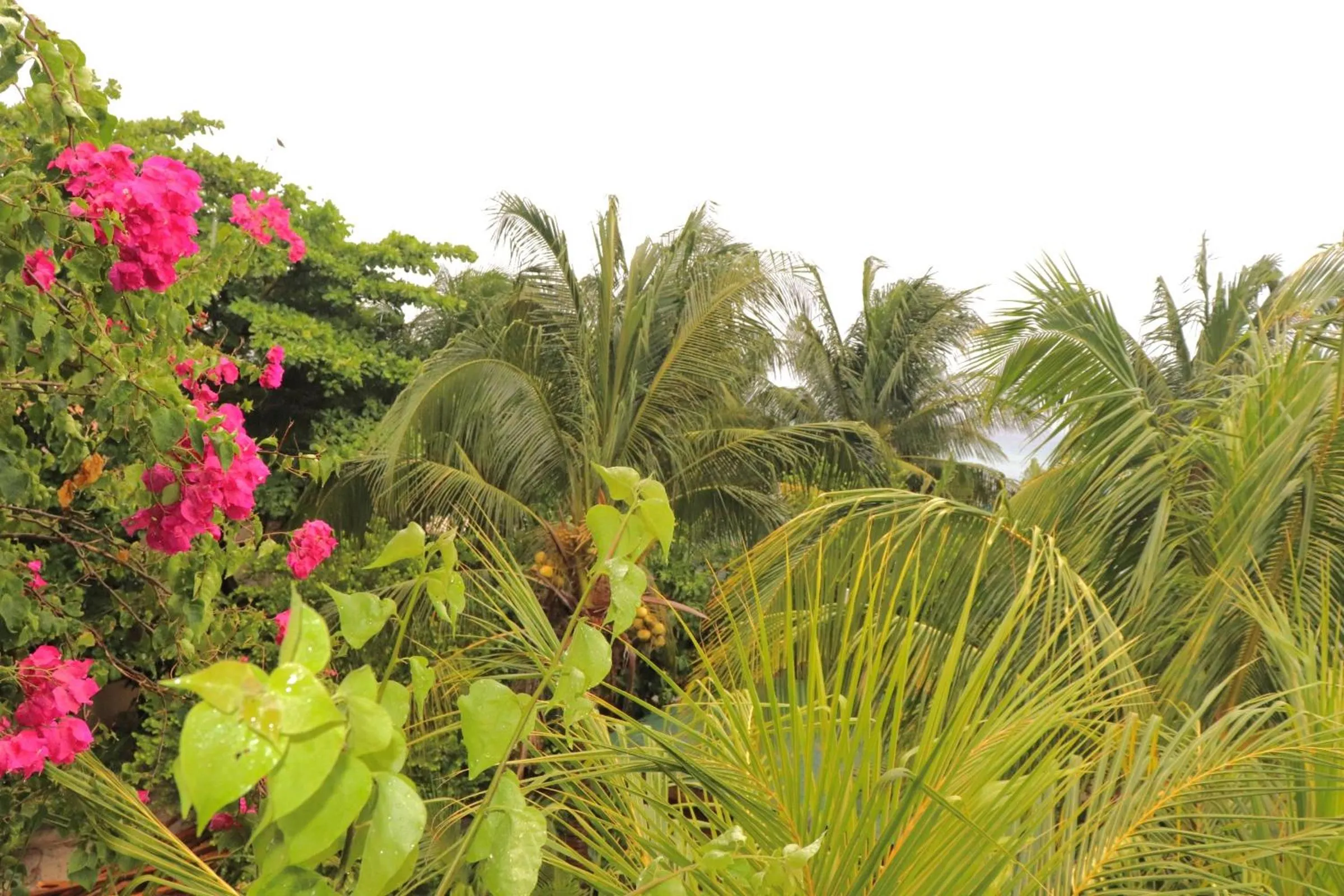 Hotel Posada Seremein ,West Bay ,Roatan