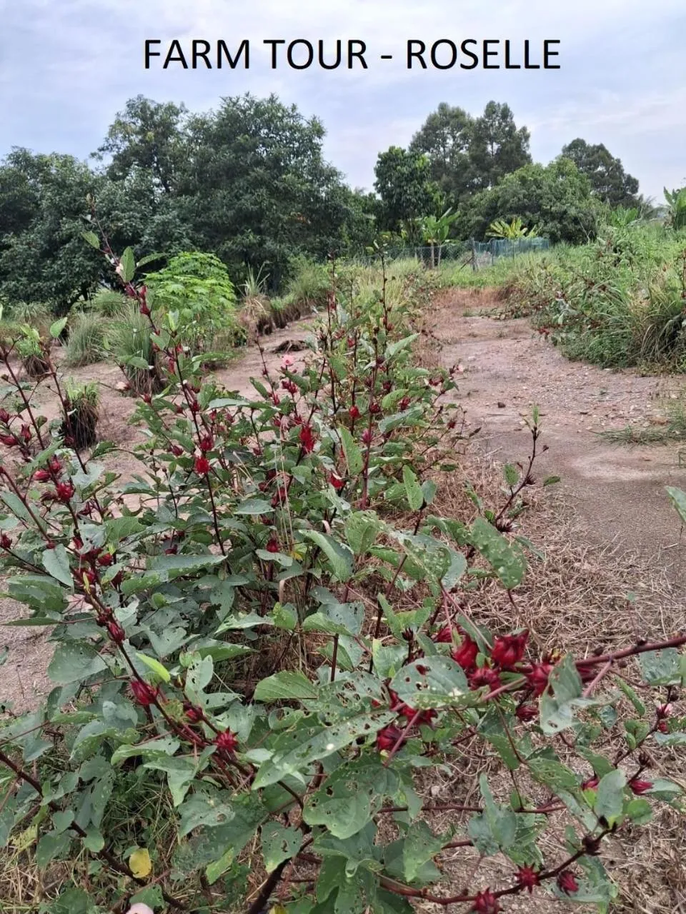 Natural landscape in GLG KLIA Transit House