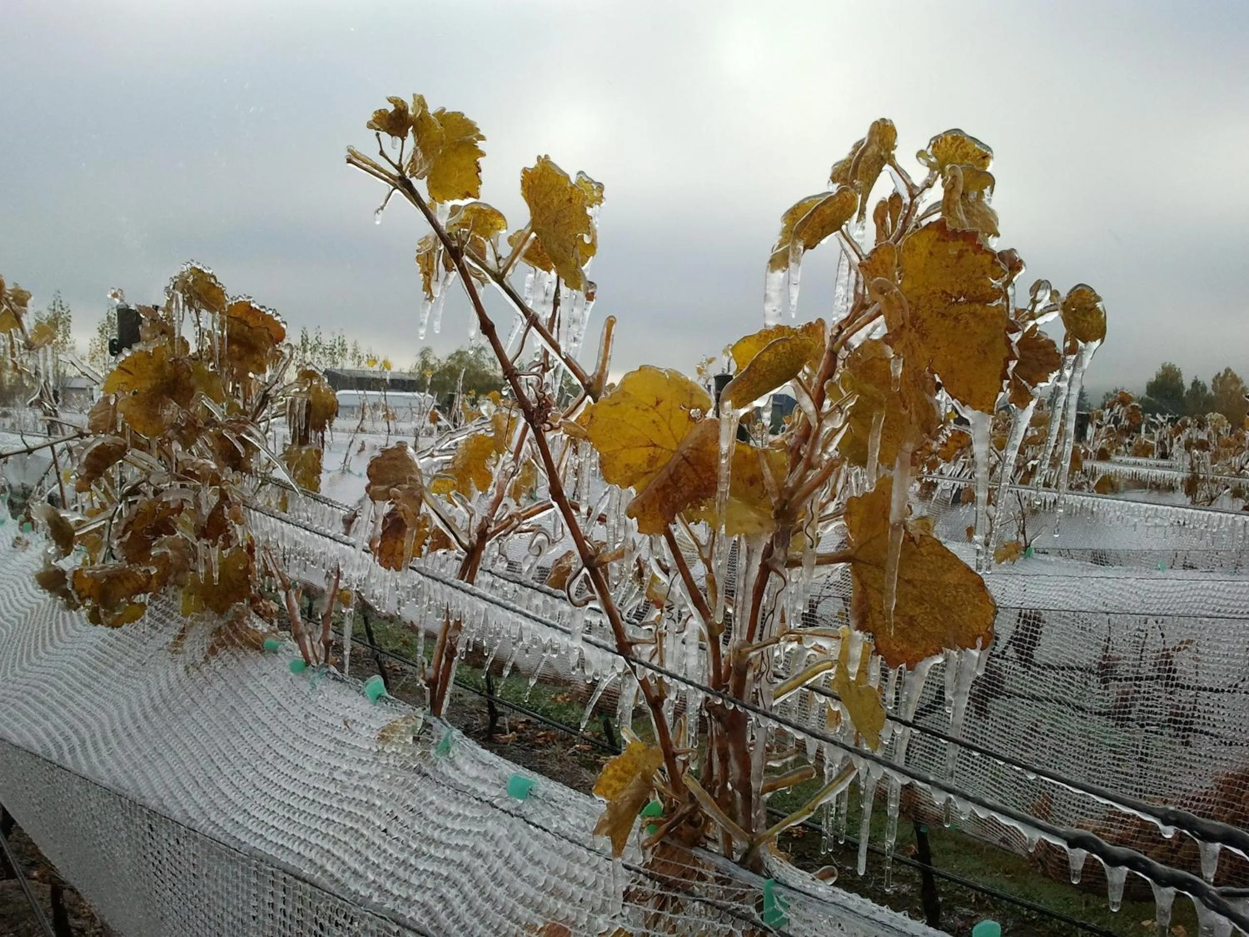 Winter in River Rock Estate