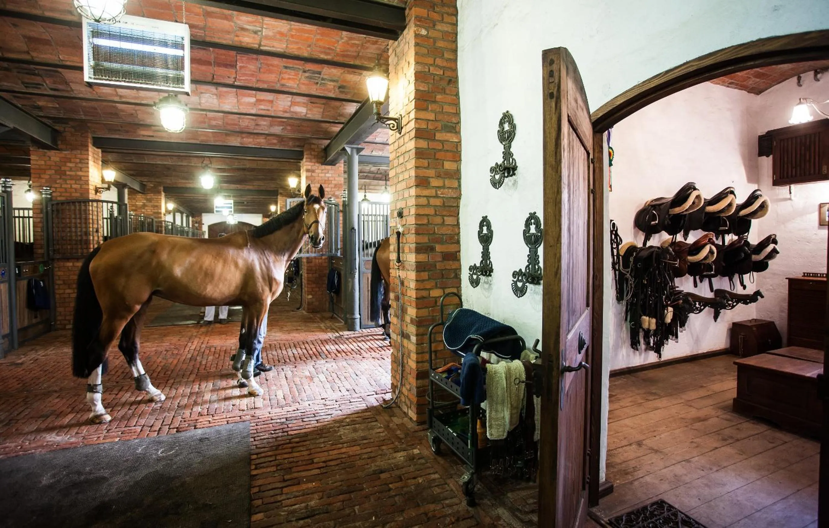 Horse-riding in Pałac Ciekocinko Hotel Resort & Wellness