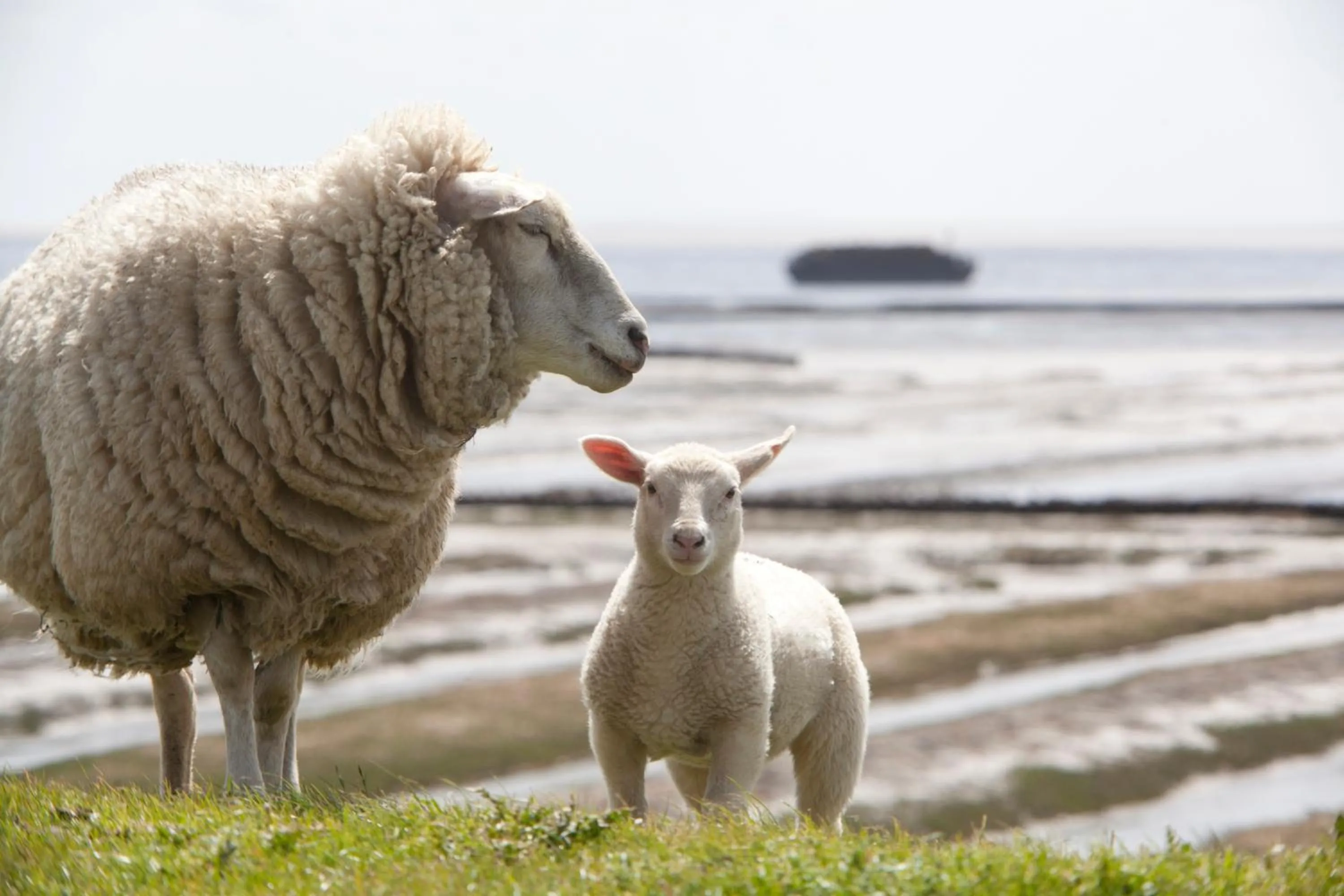 Natural landscape in Landhaus Sterdebüll
