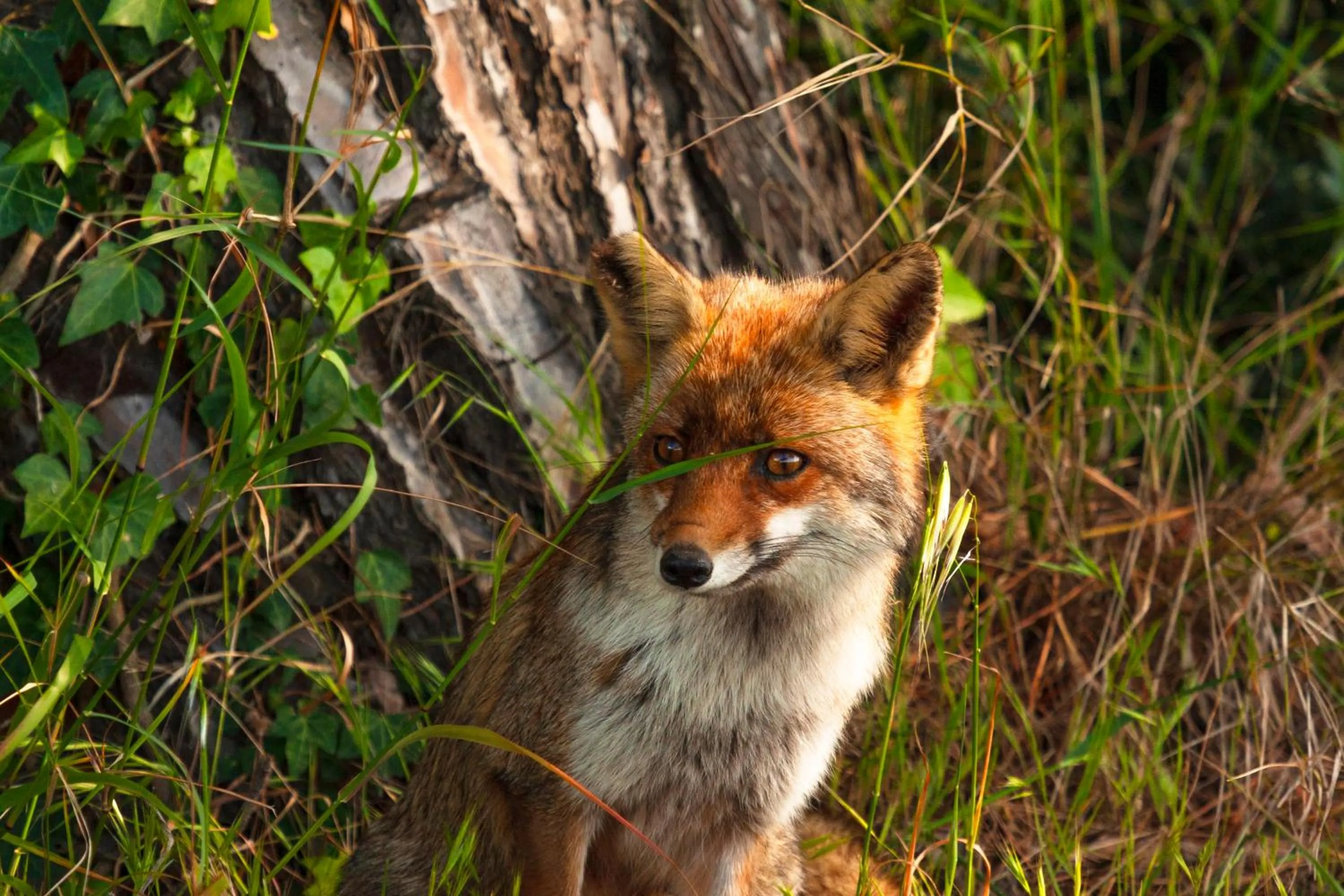 Hiking in Agriturismo Al Vermigliano