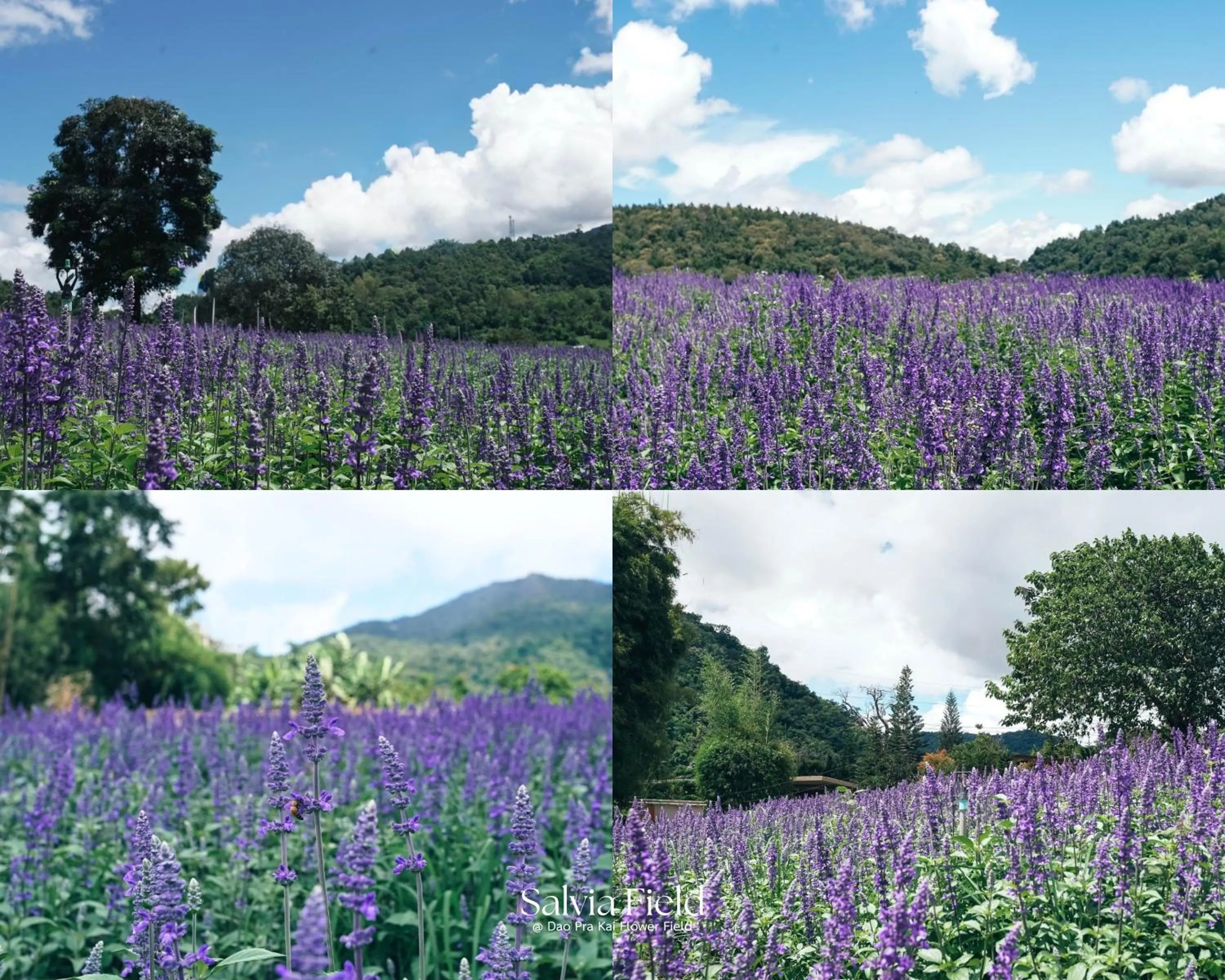 Activities in VANA Homestay