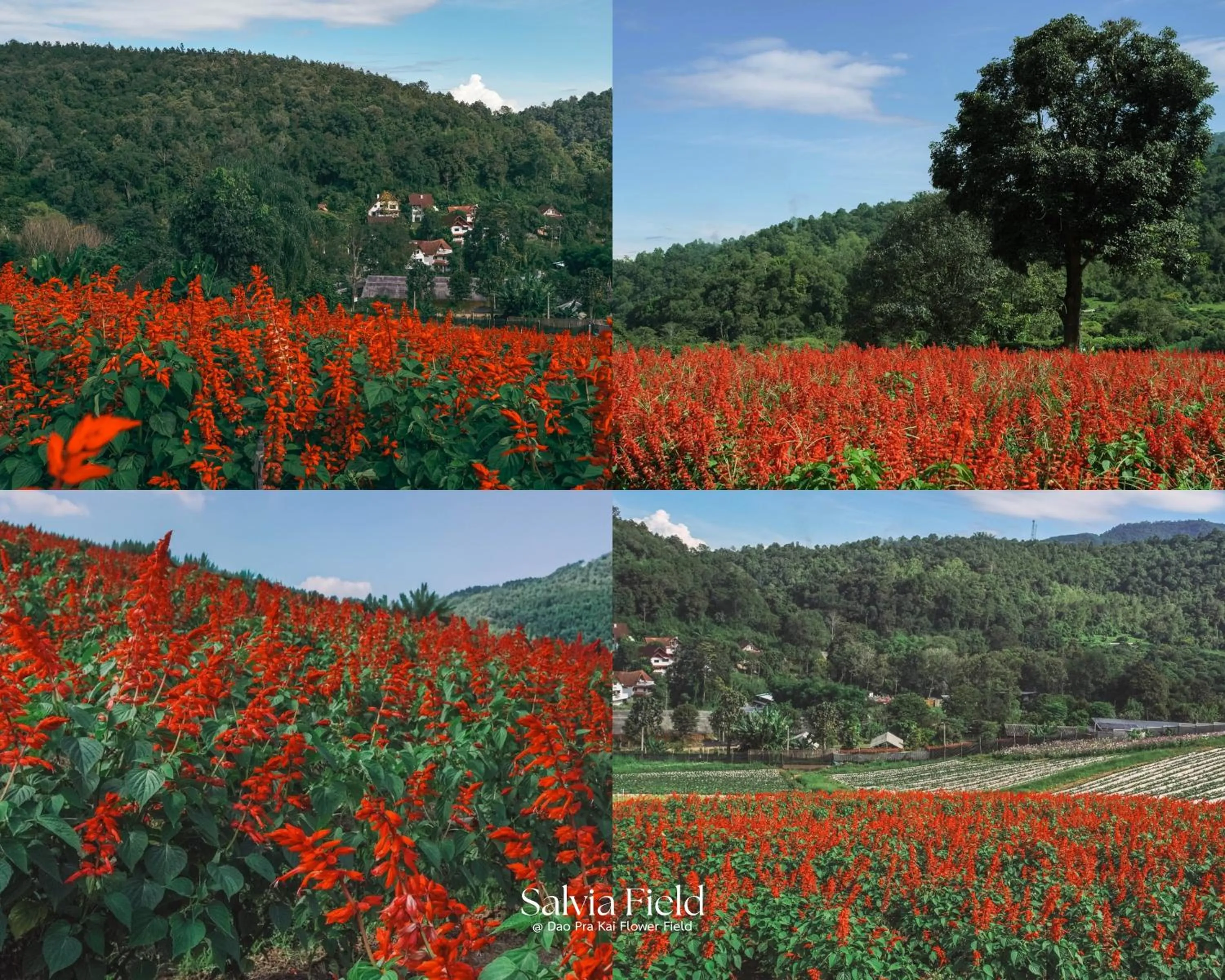 Activities in VANA Homestay