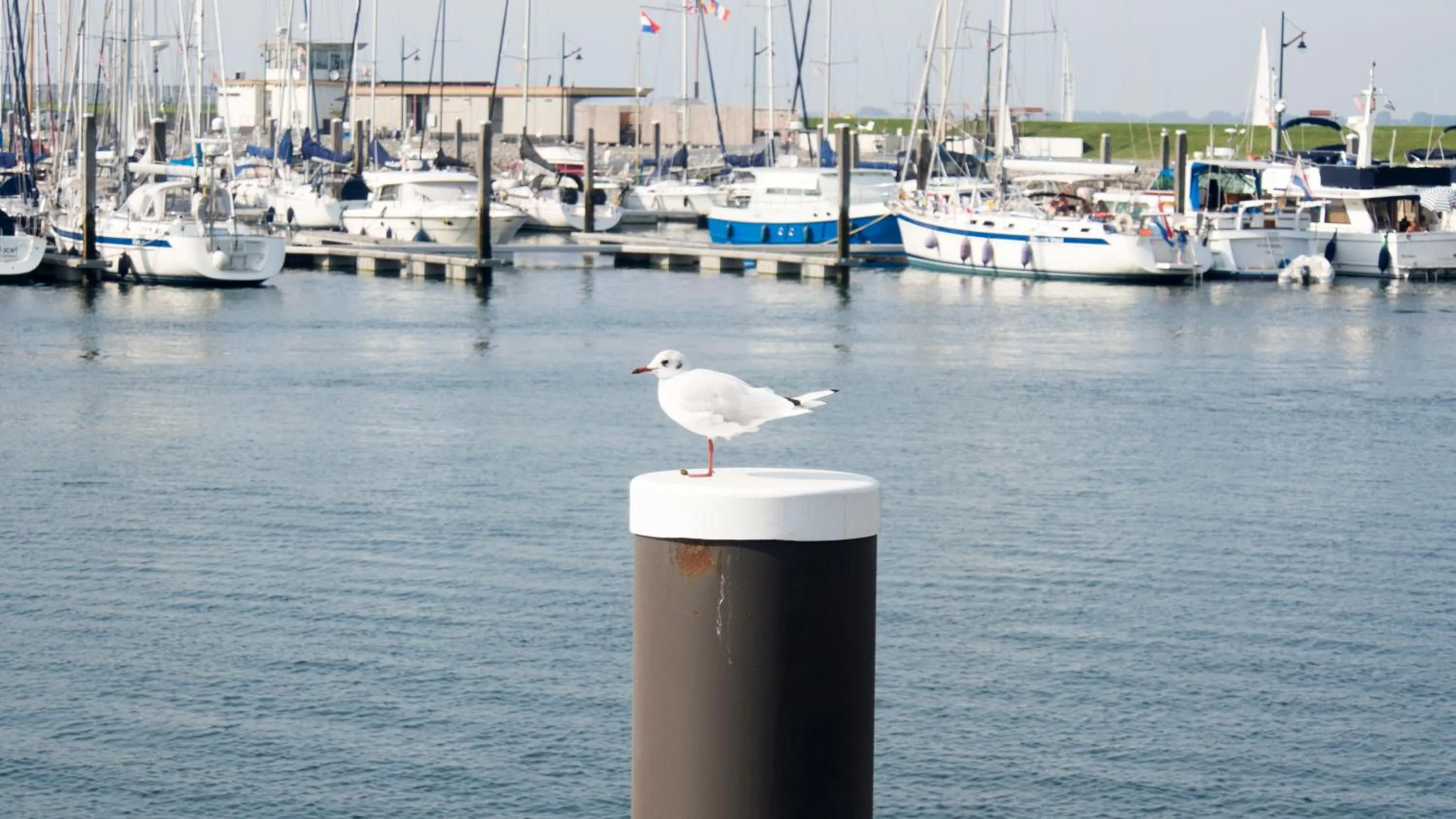Nearby landmark in Chaletparc Krabbenkreek Zeeland - Hotel rooms "Terra Mare"