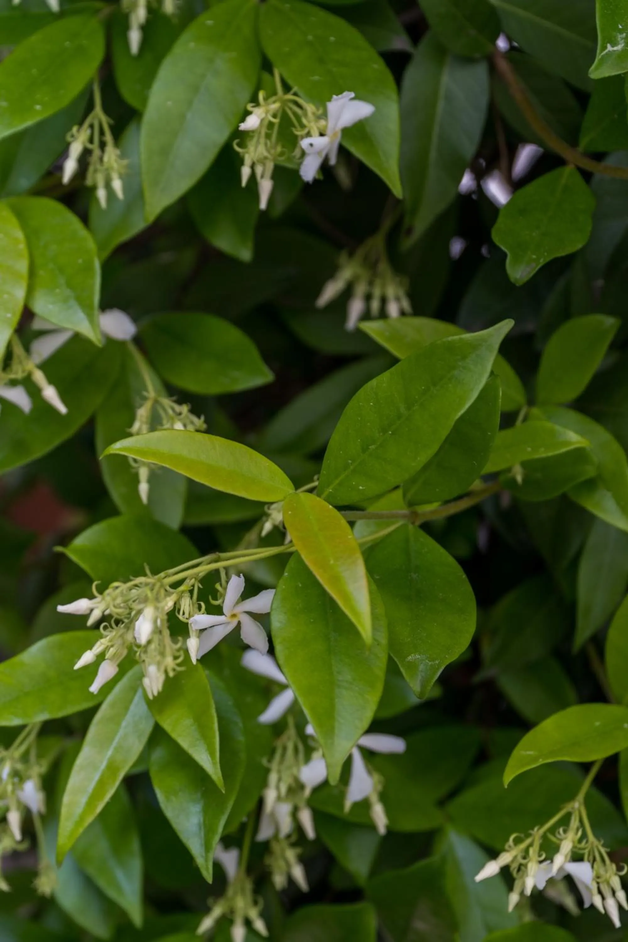Decorative detail in Hotel Villa Rosa