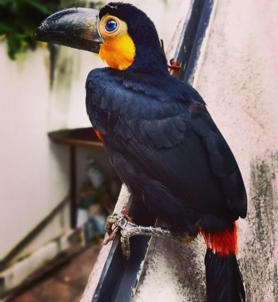 Animals in Les Jardins de Rio Boutique Hotel