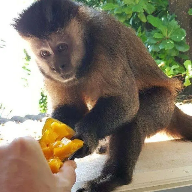 Animals in Les Jardins de Rio Boutique Hotel