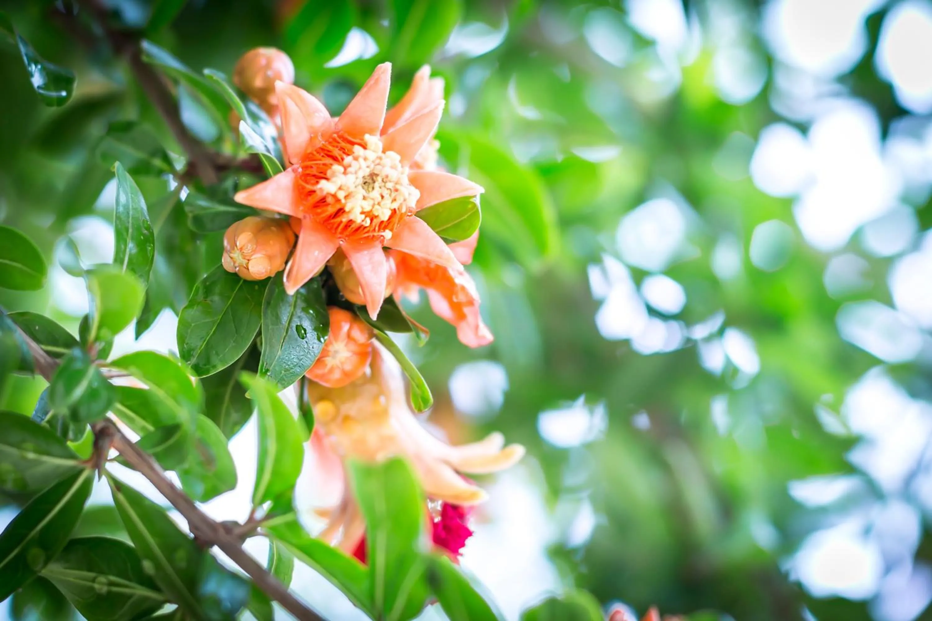 Property building in Mandarinoarancio