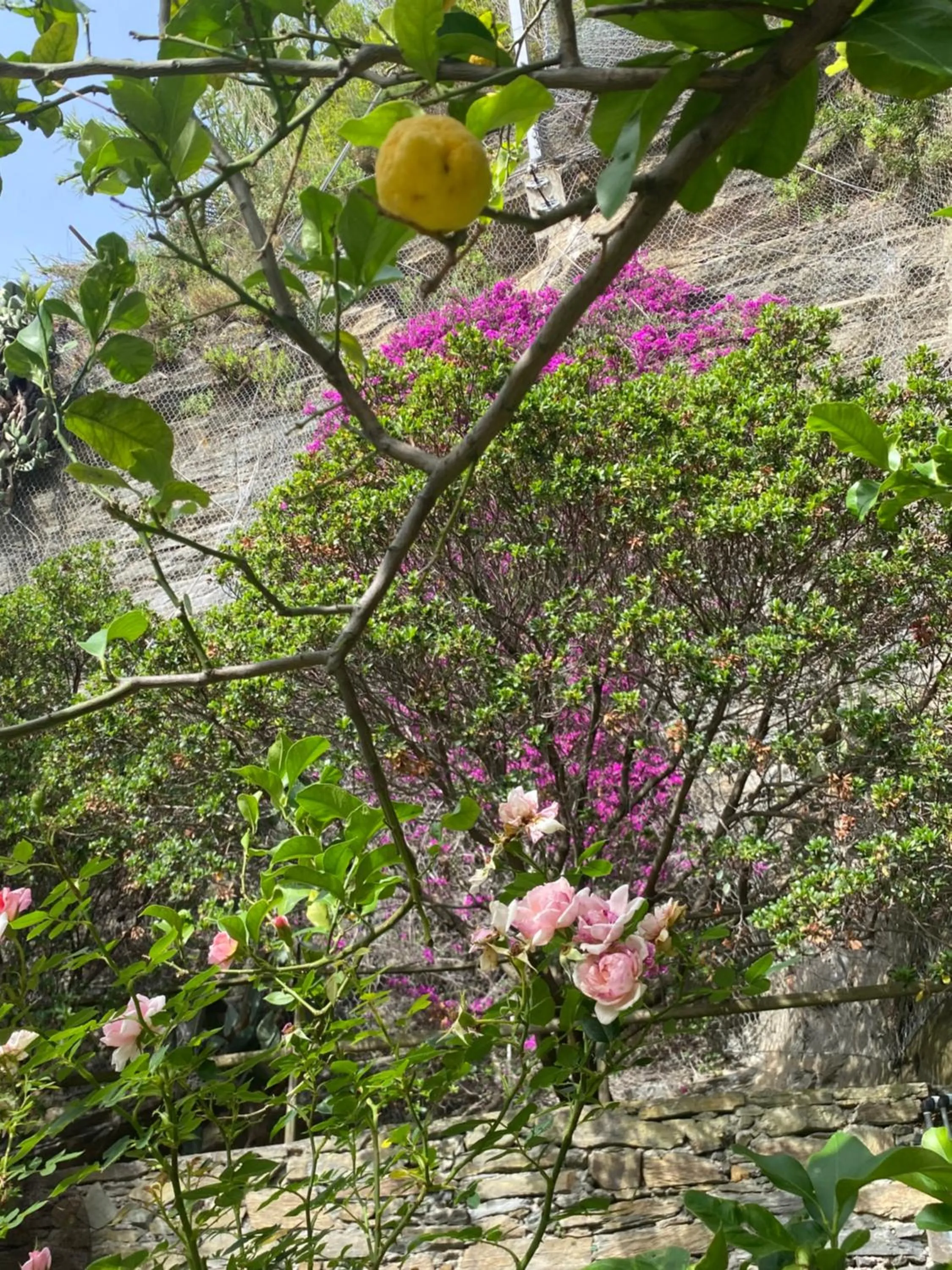 Garden in Pensione Sorriso