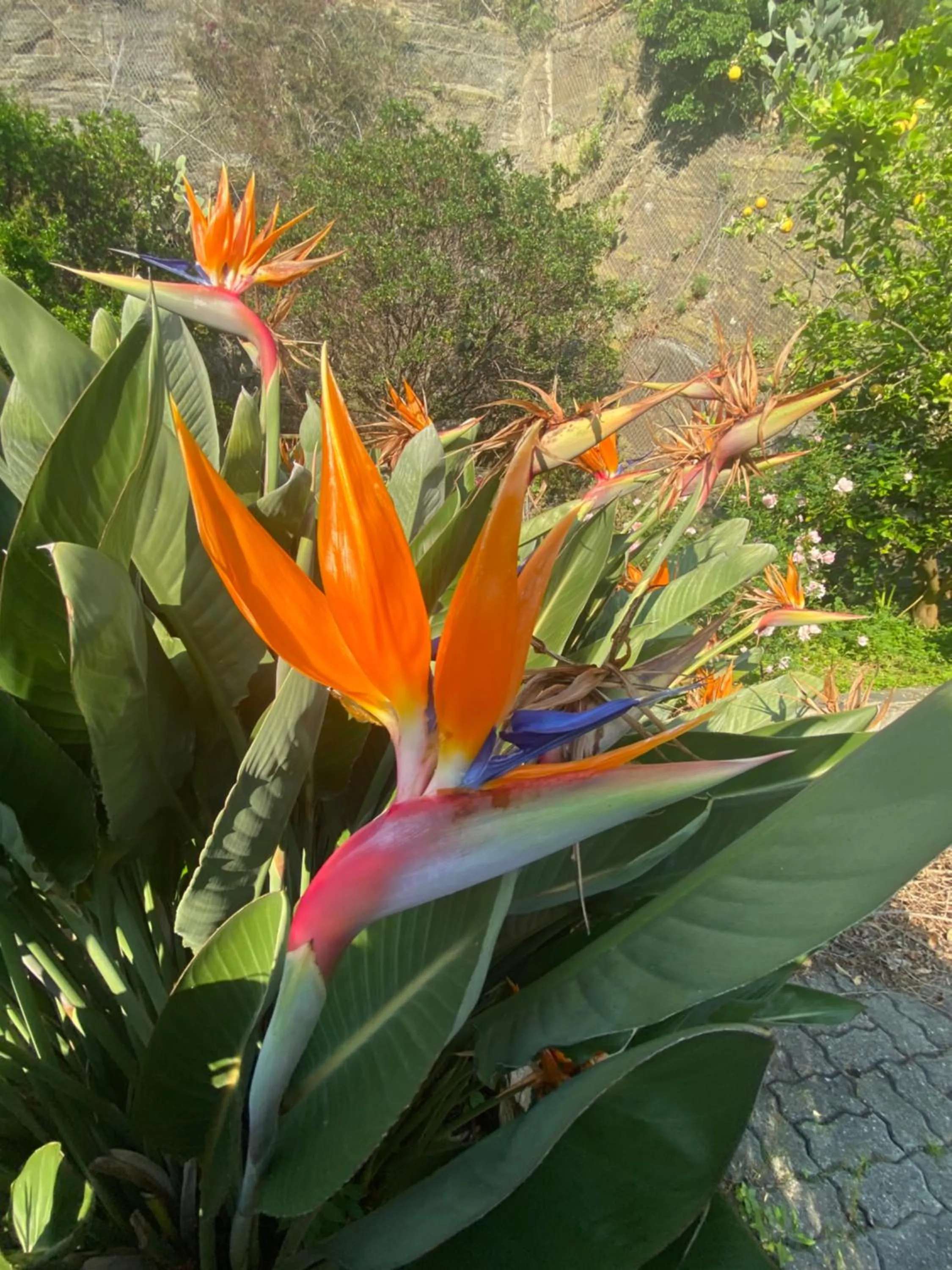 Garden in Pensione Sorriso