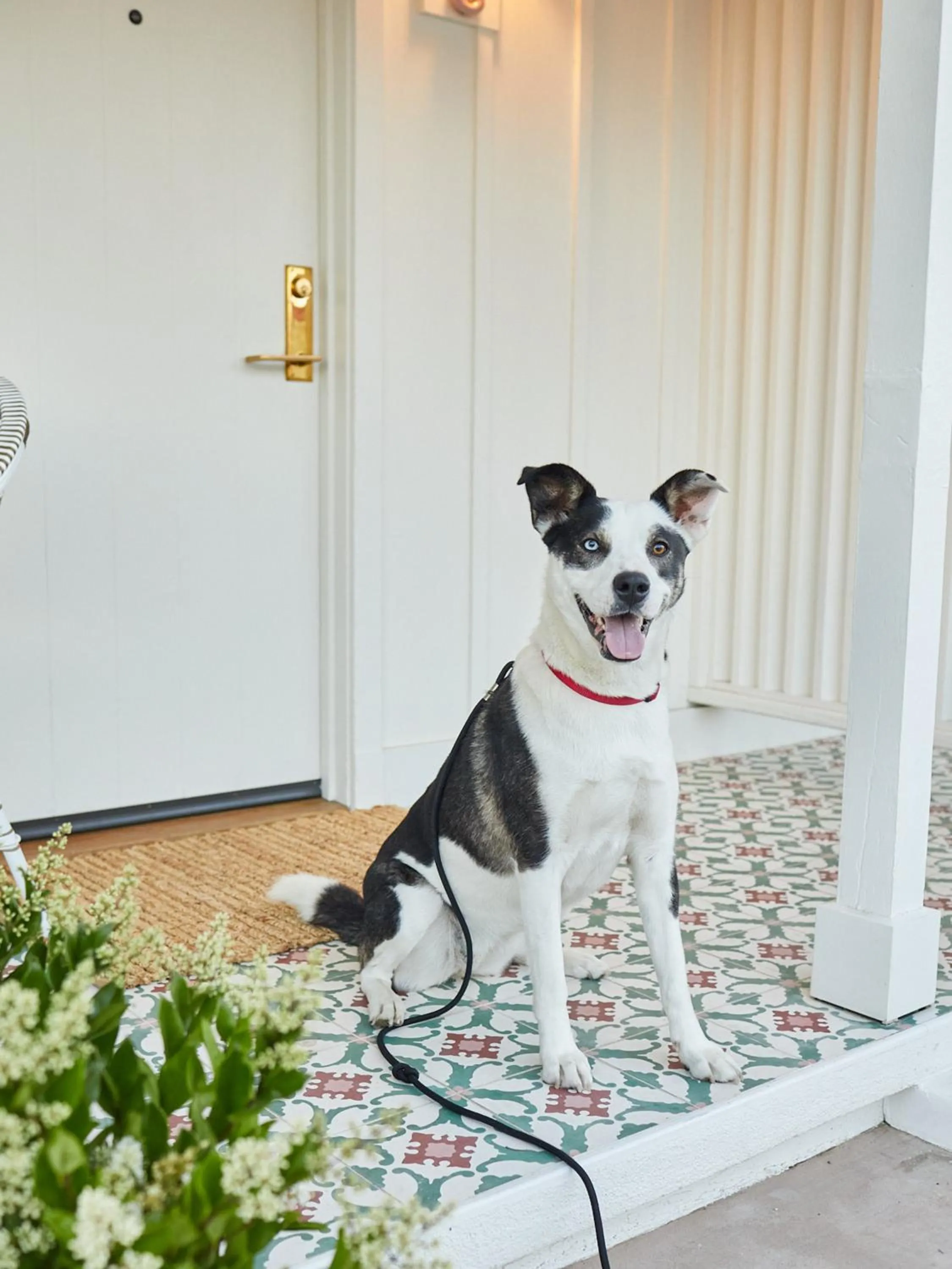 Pets in Farmhouse Paso