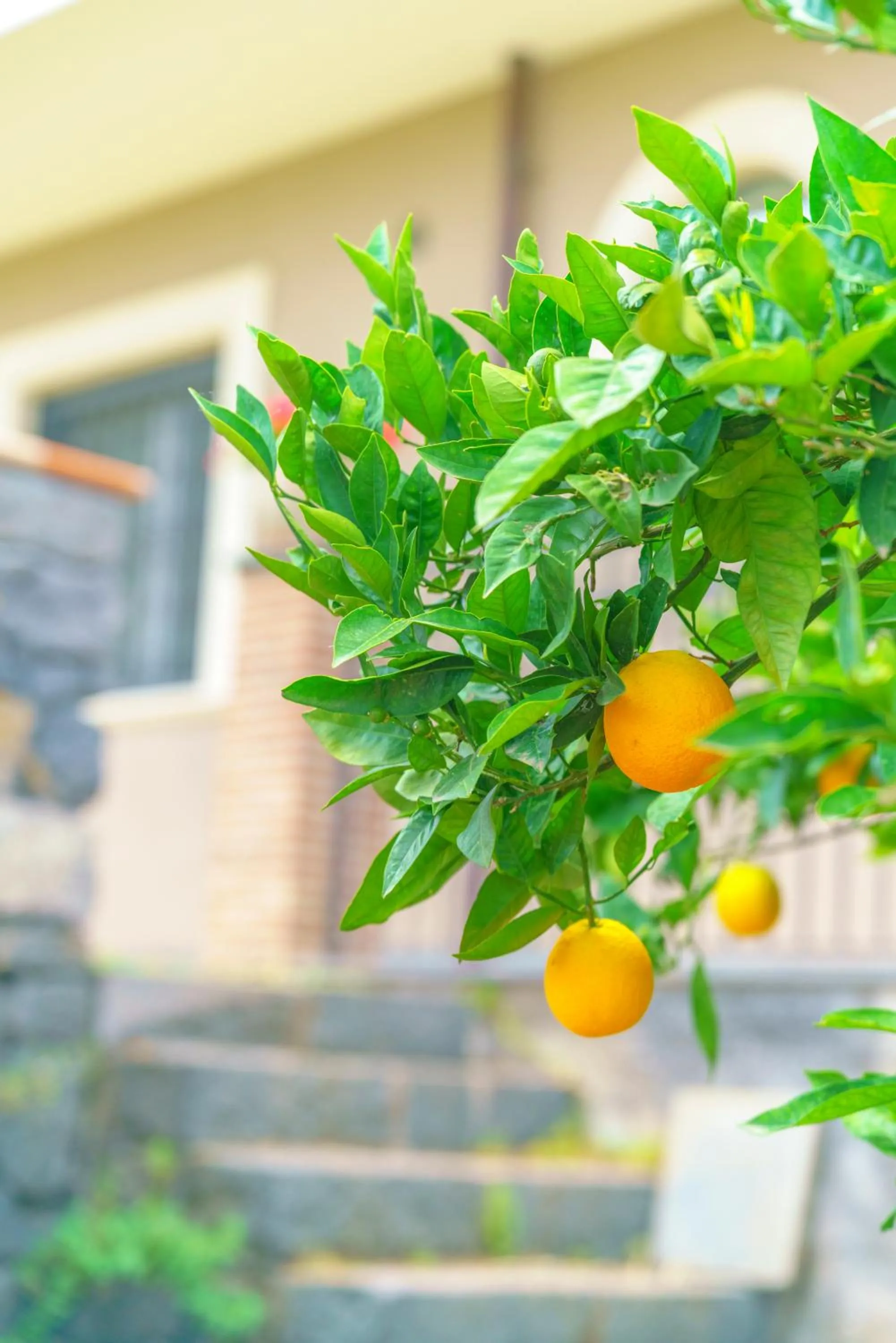 Spring in Bedda Mia Etna House B&B