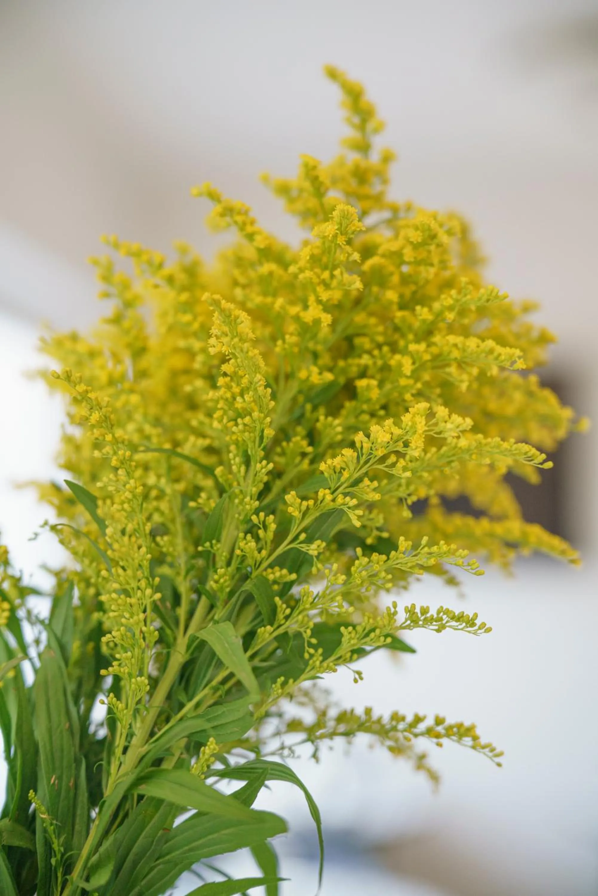 Spring in Bedda Mia Etna House B&B