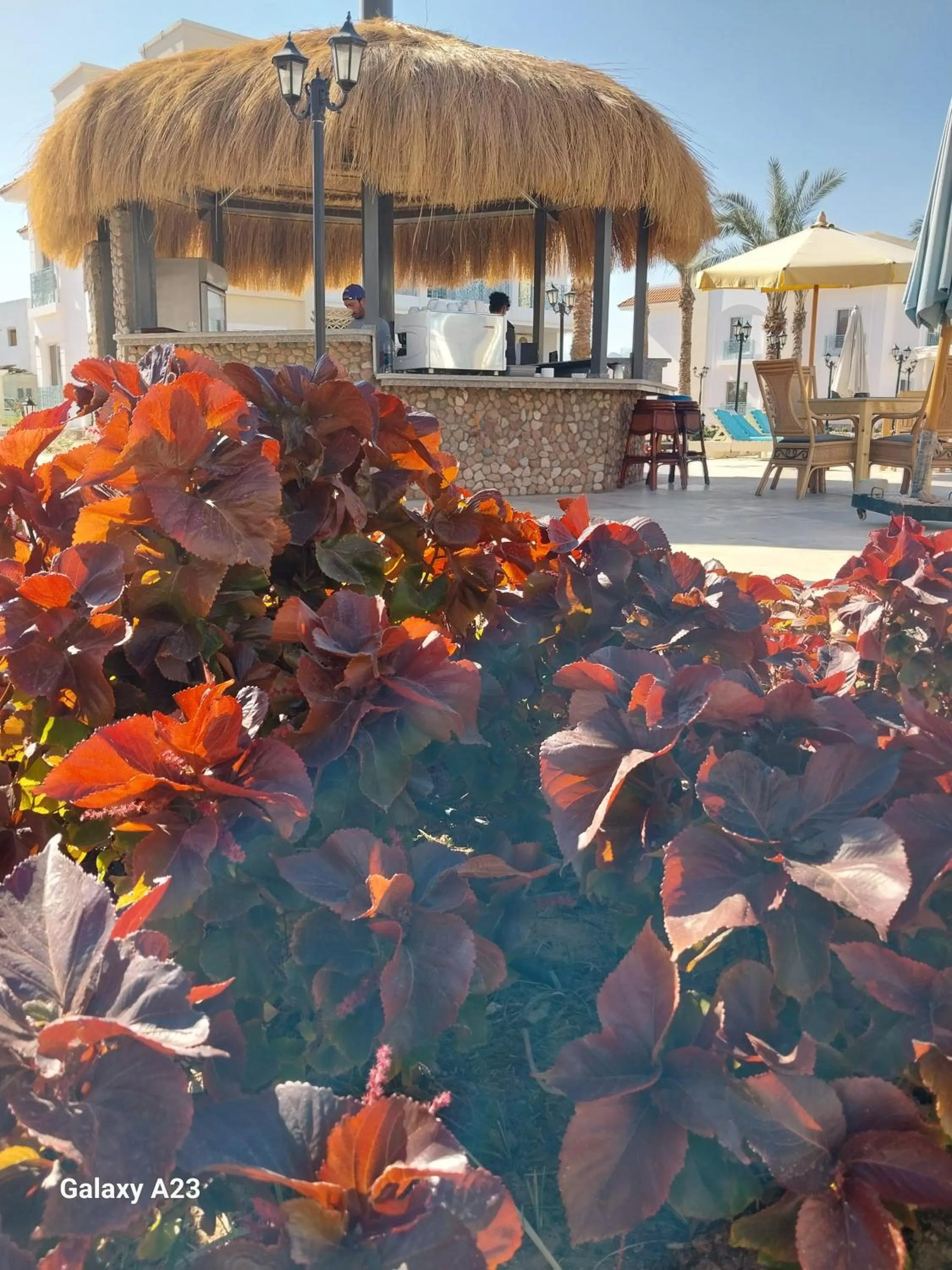 Restaurant/places to eat in Blue Residence Dahab