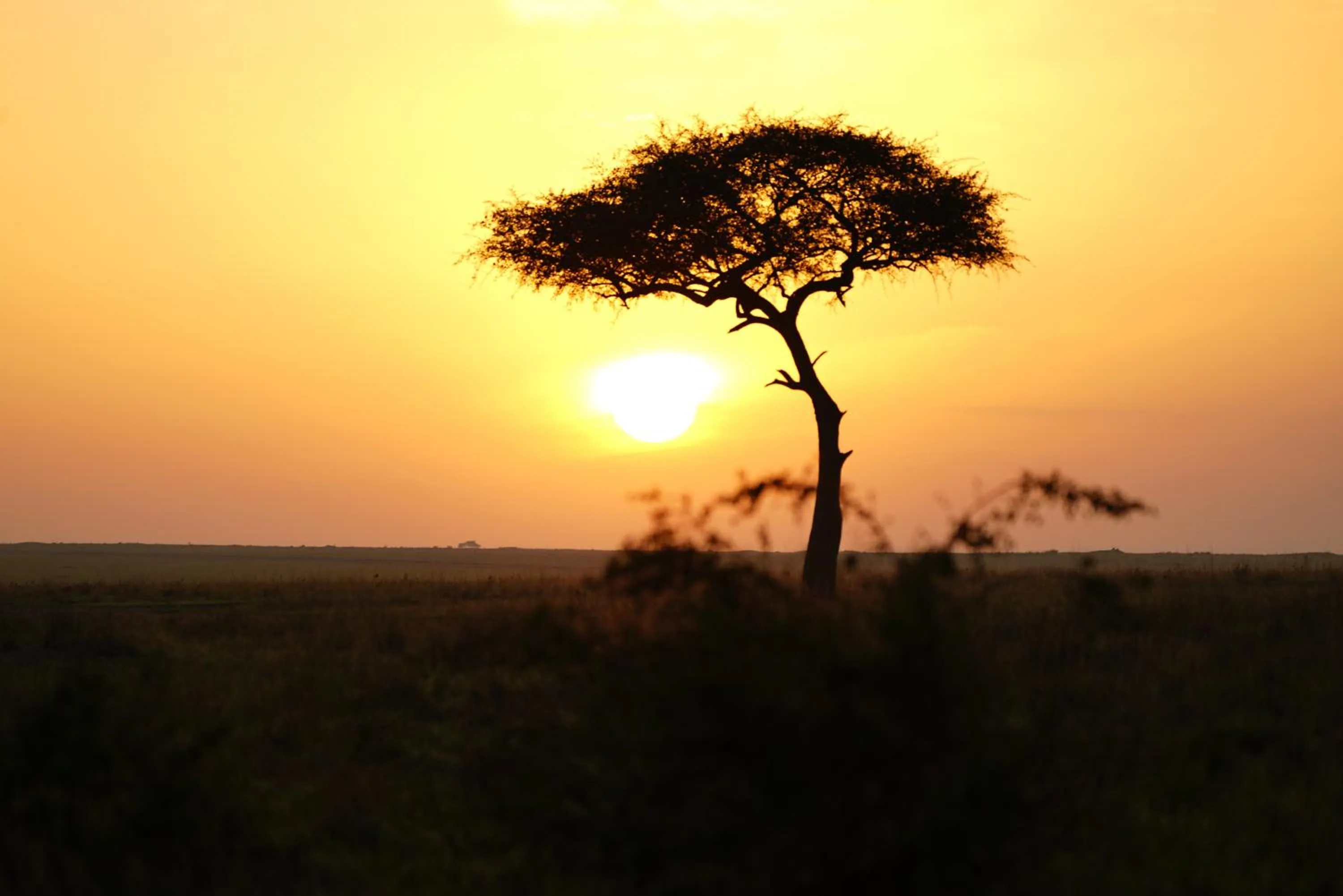 View (from property/room) in Anantya Serengeti