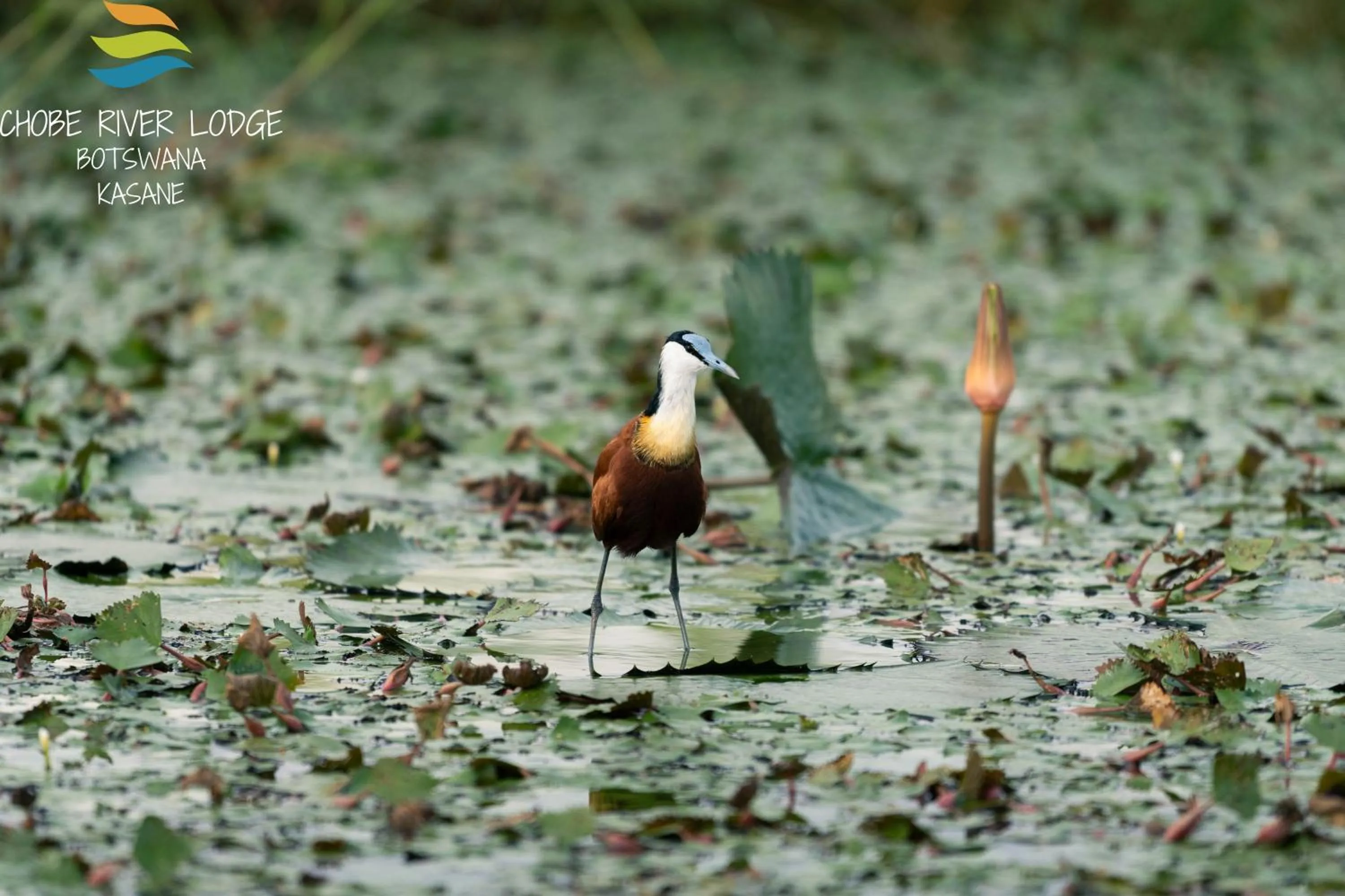 Activities in Chobe River Lodge