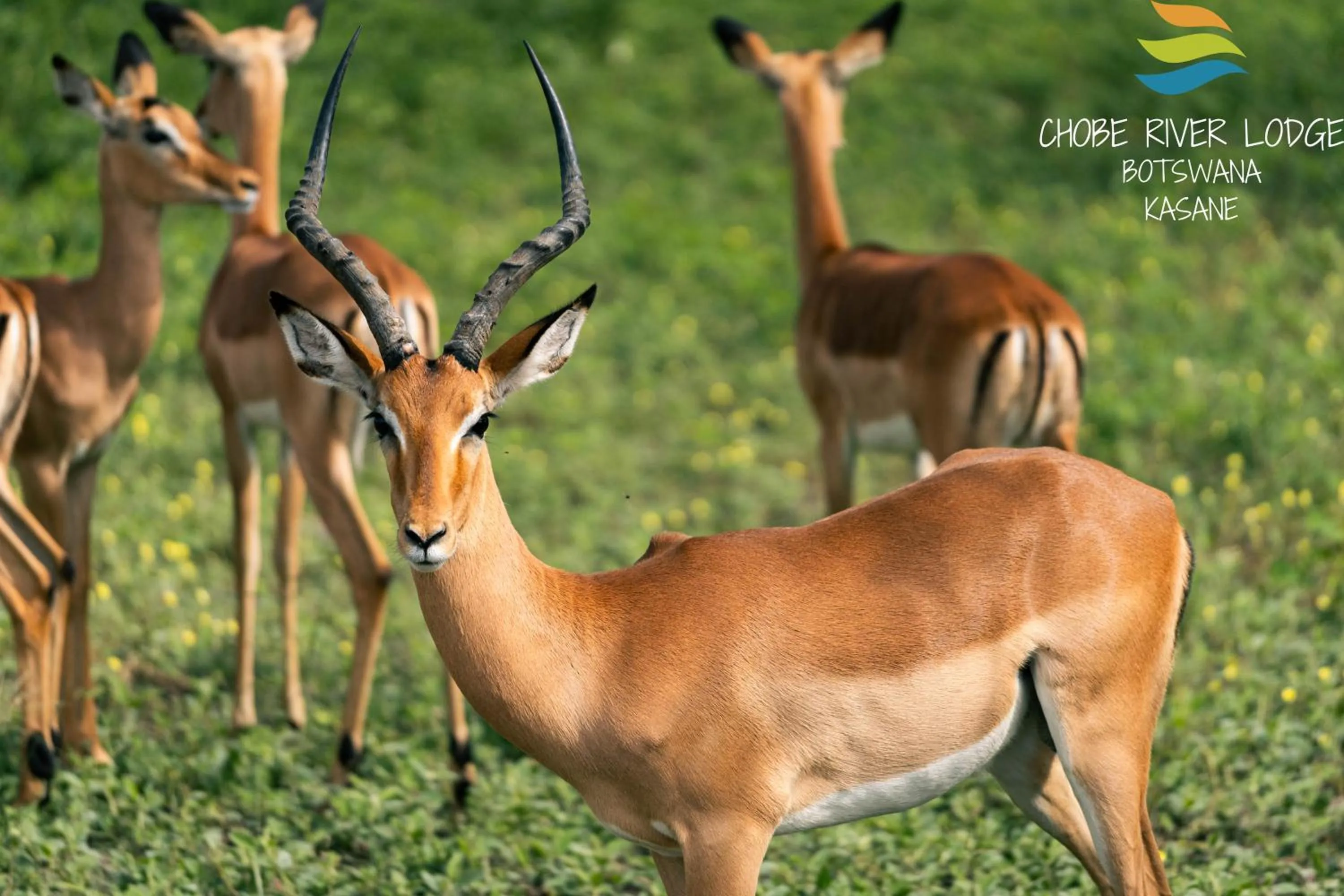 Animals in Chobe River Lodge