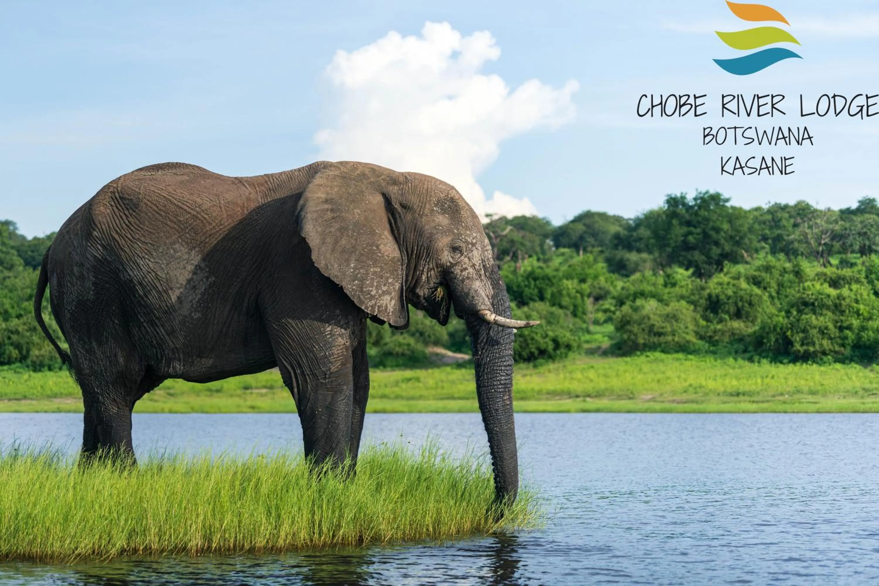 Animals in Chobe River Lodge