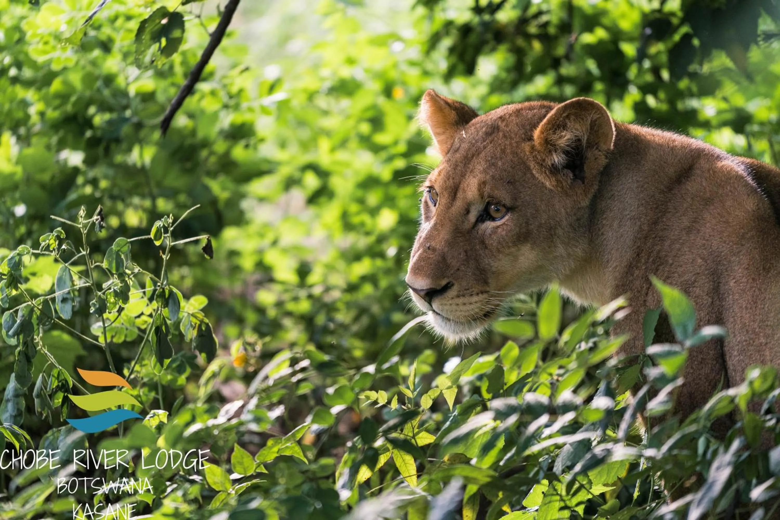 Animals in Chobe River Lodge