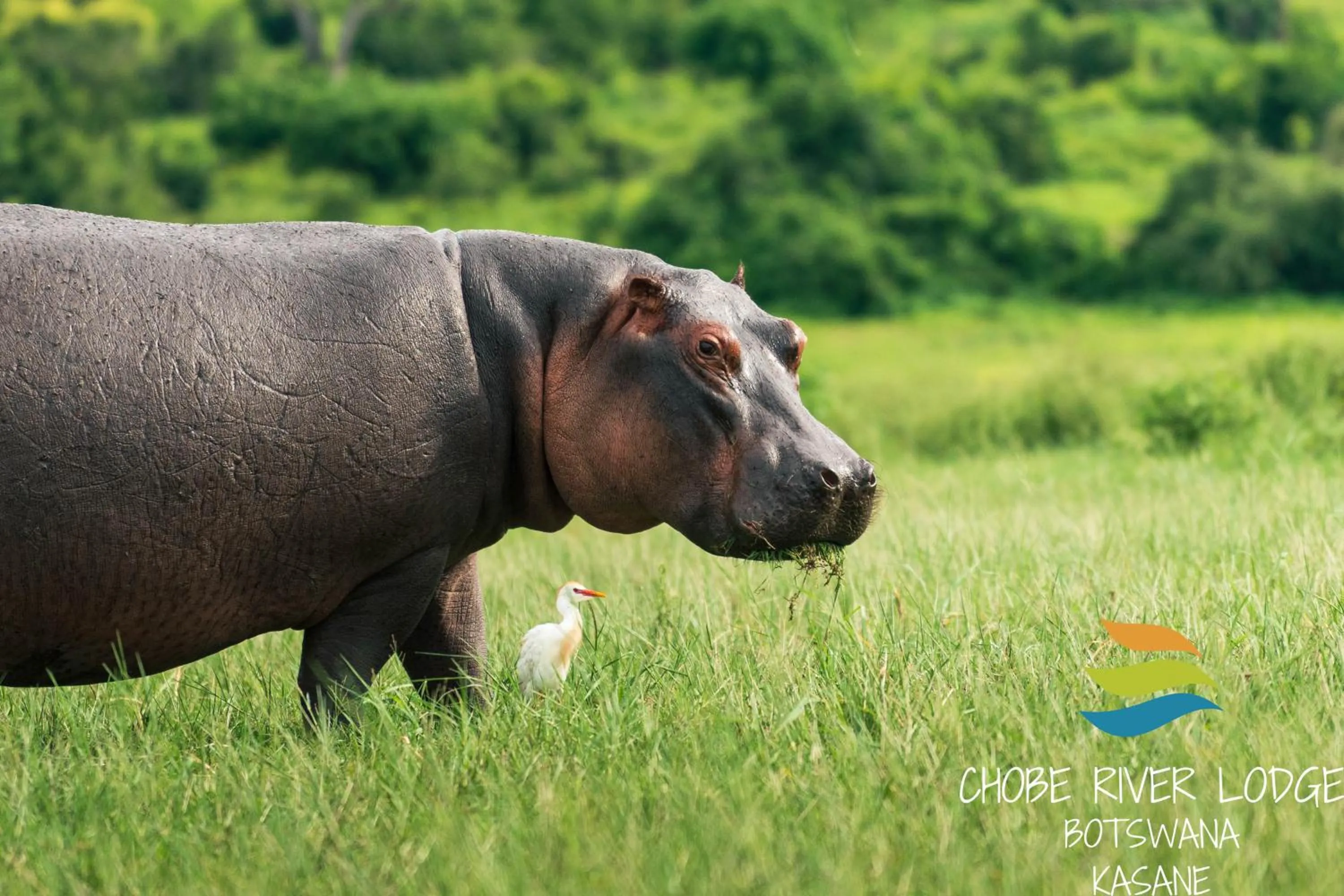 Animals in Chobe River Lodge
