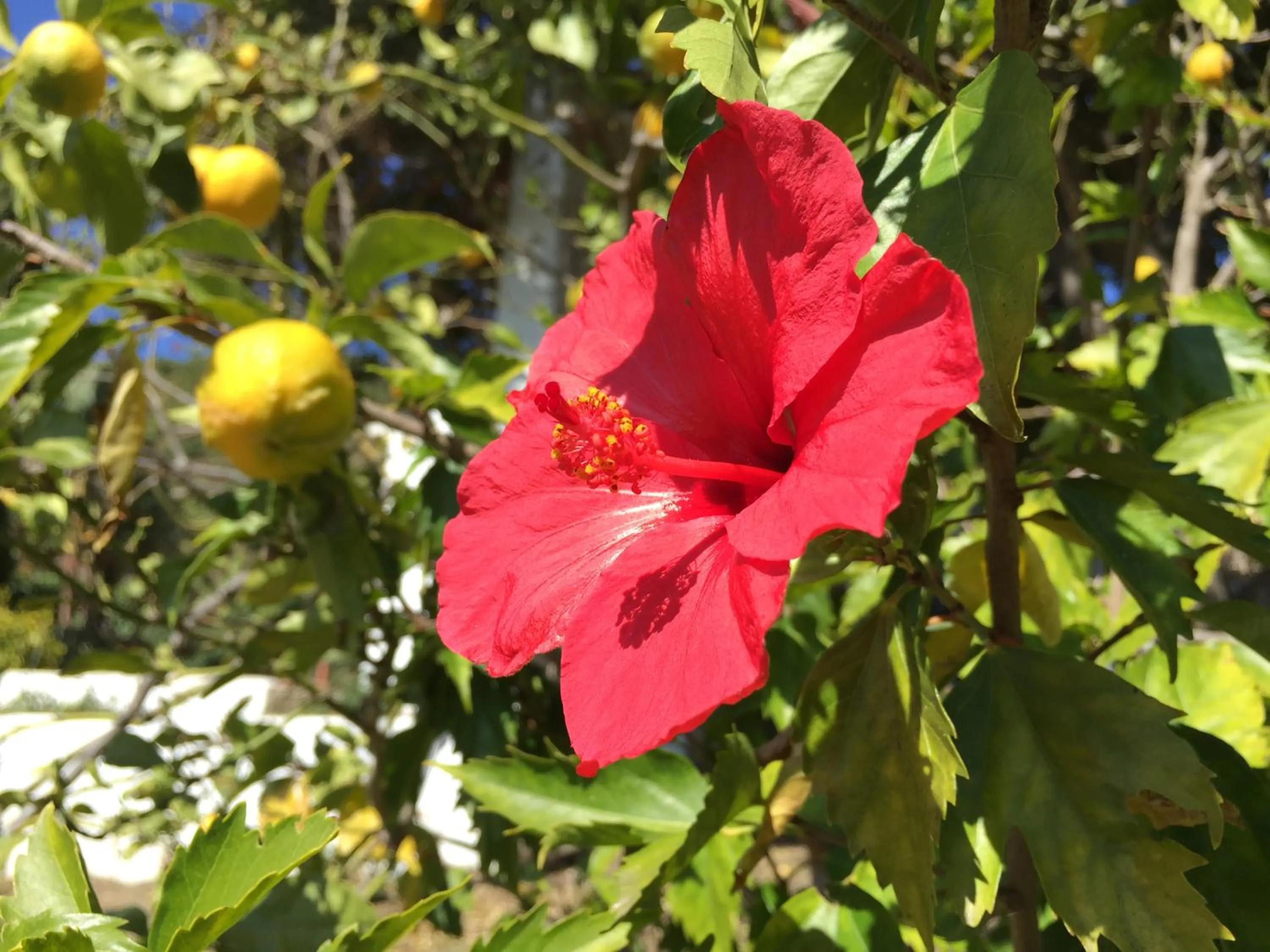 Garden in La Casa del Burro