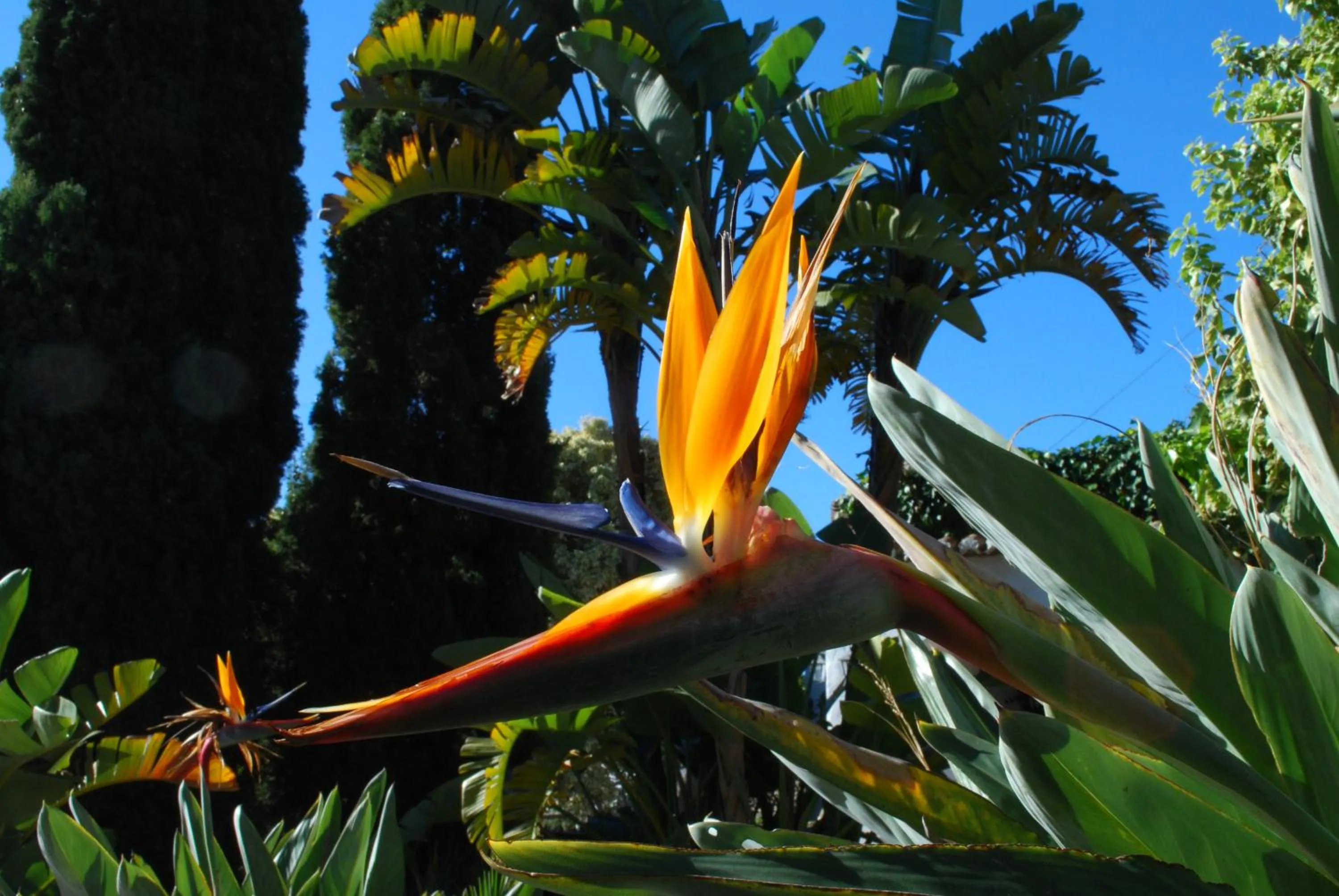 Garden in La Casa del Burro