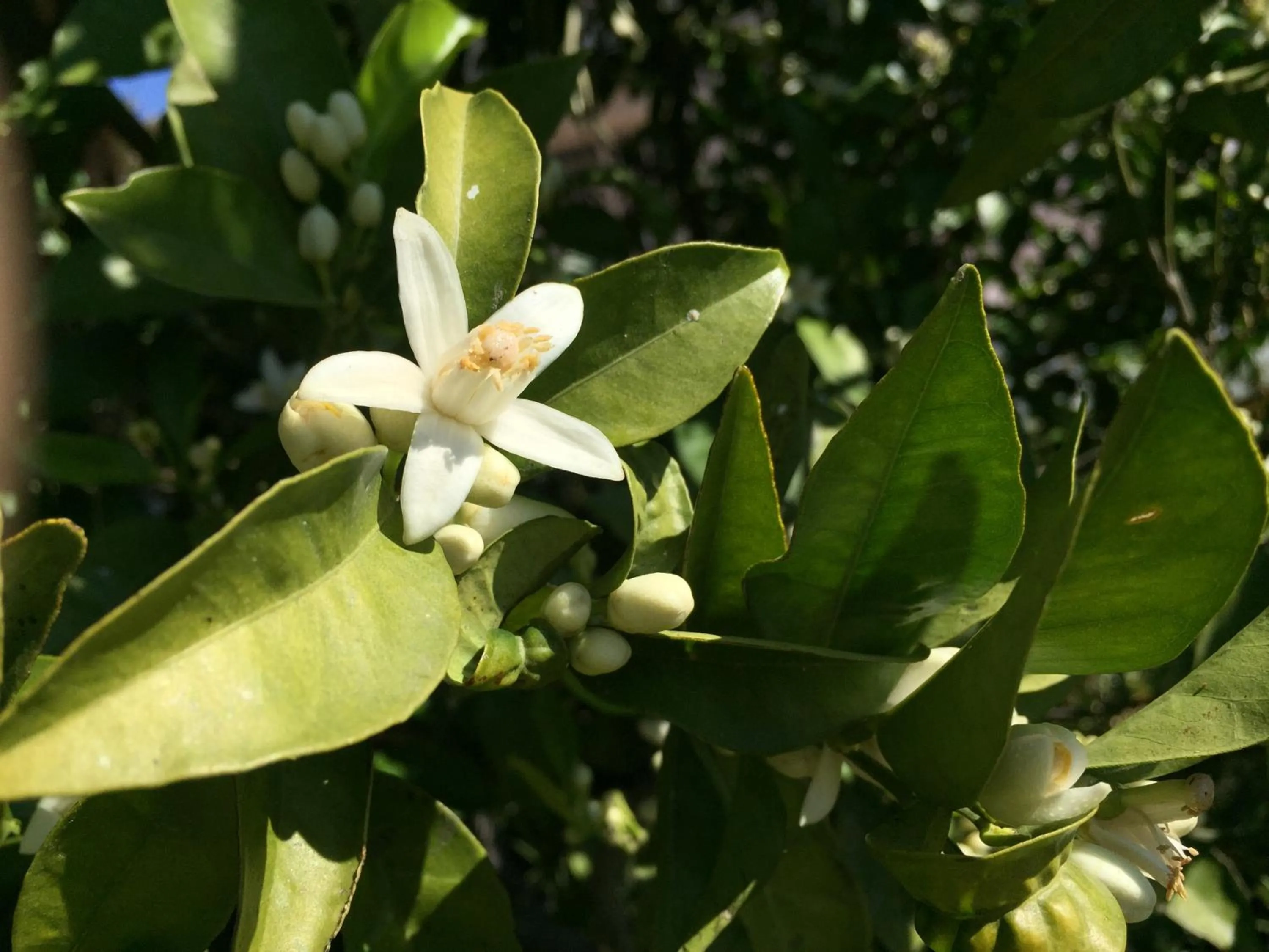 Garden in La Casa del Burro