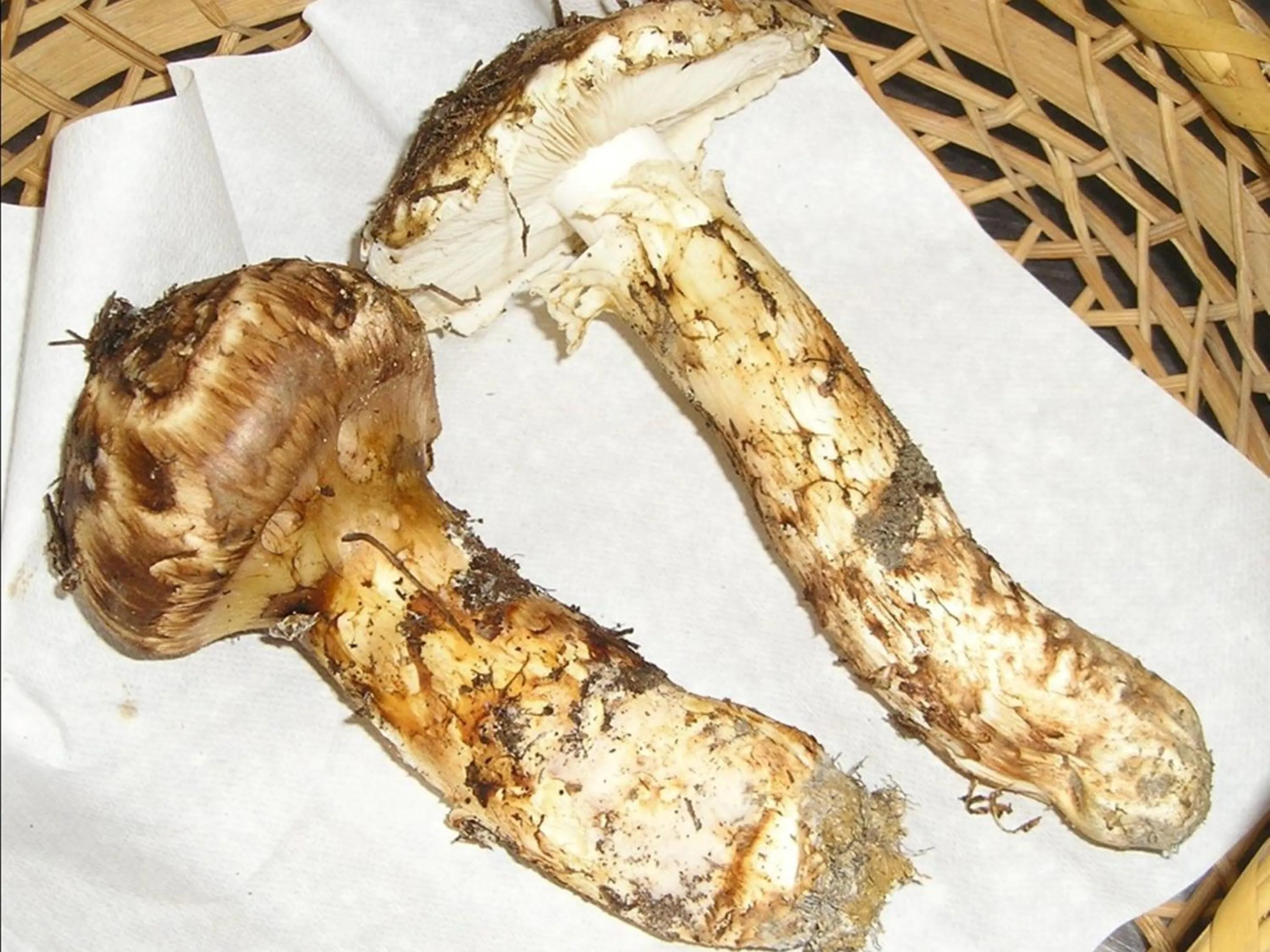 Food in Nakaya Ryokan