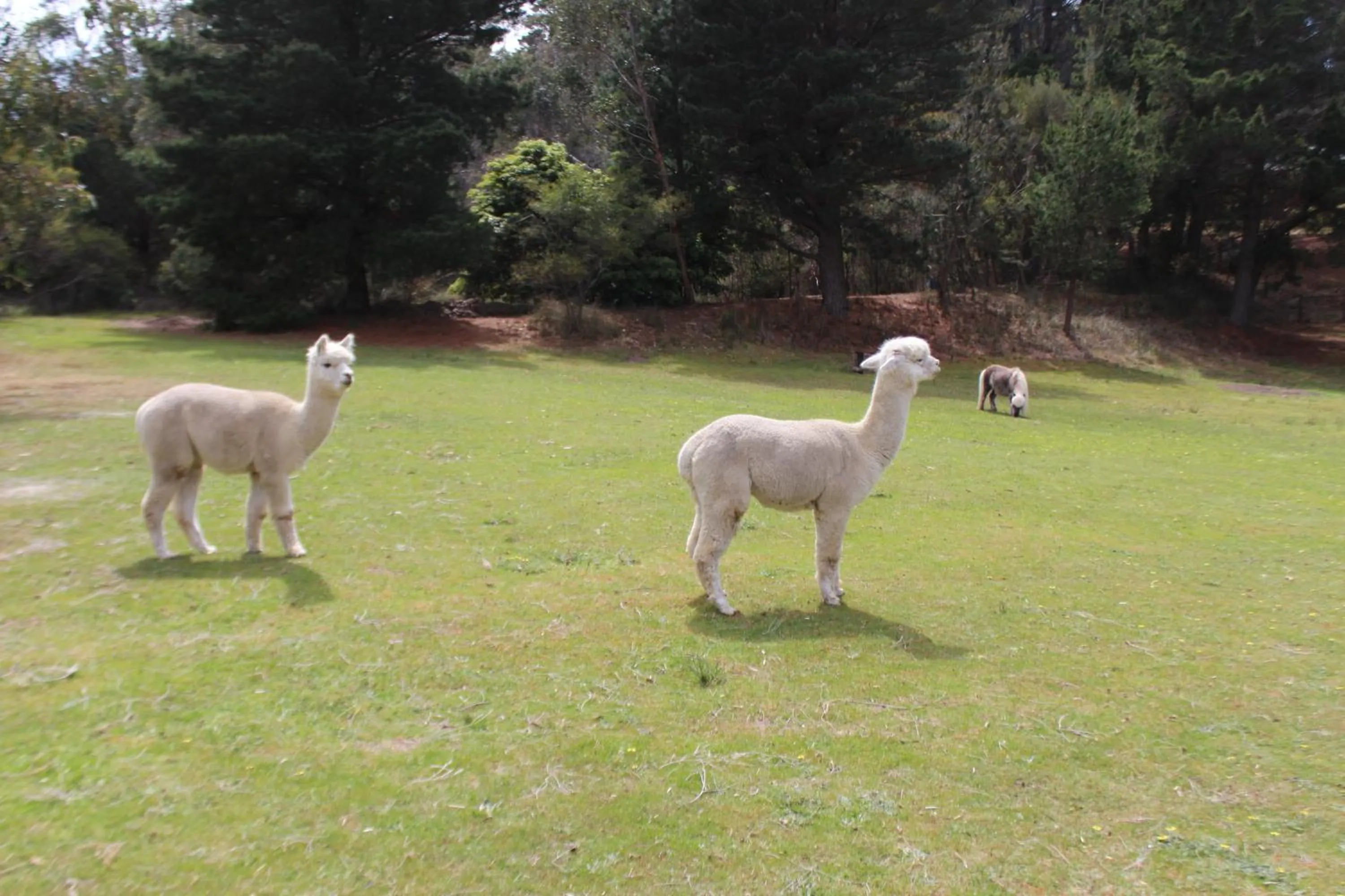Animals in Bells Estate Great Ocean Road Cottages