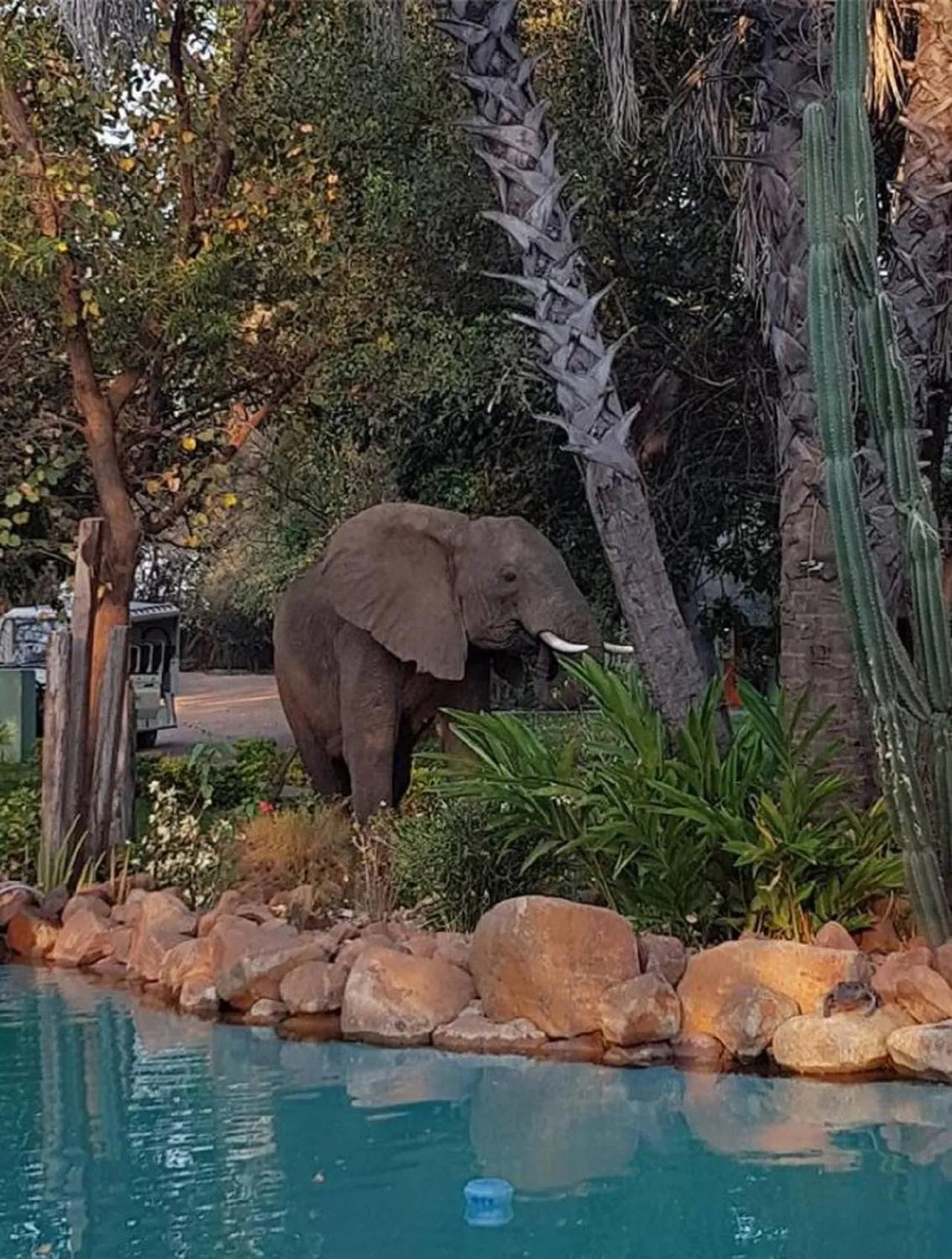 Animals in Maramba River Lodge