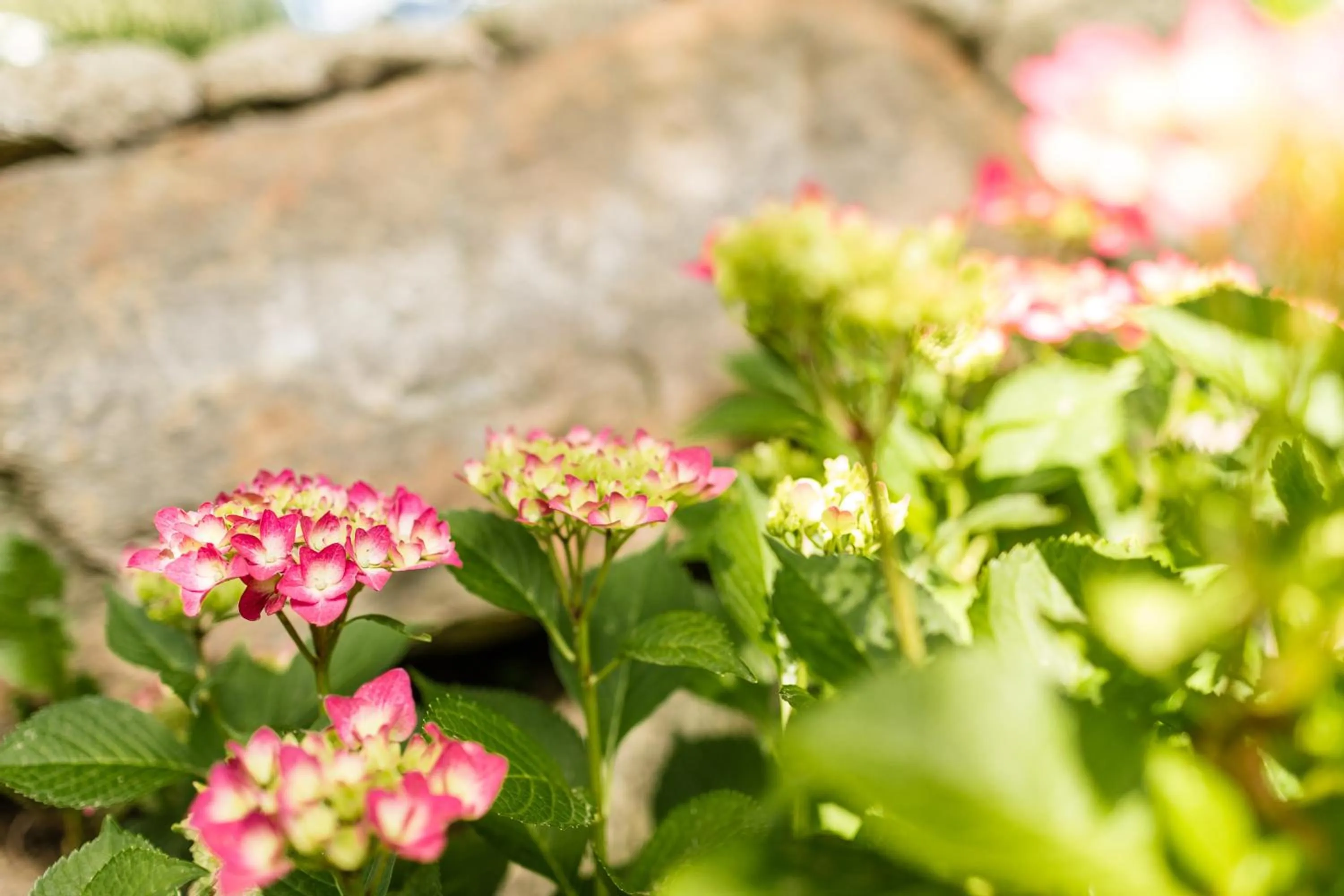 Garden in Garni Hotel Am Meilenstein
