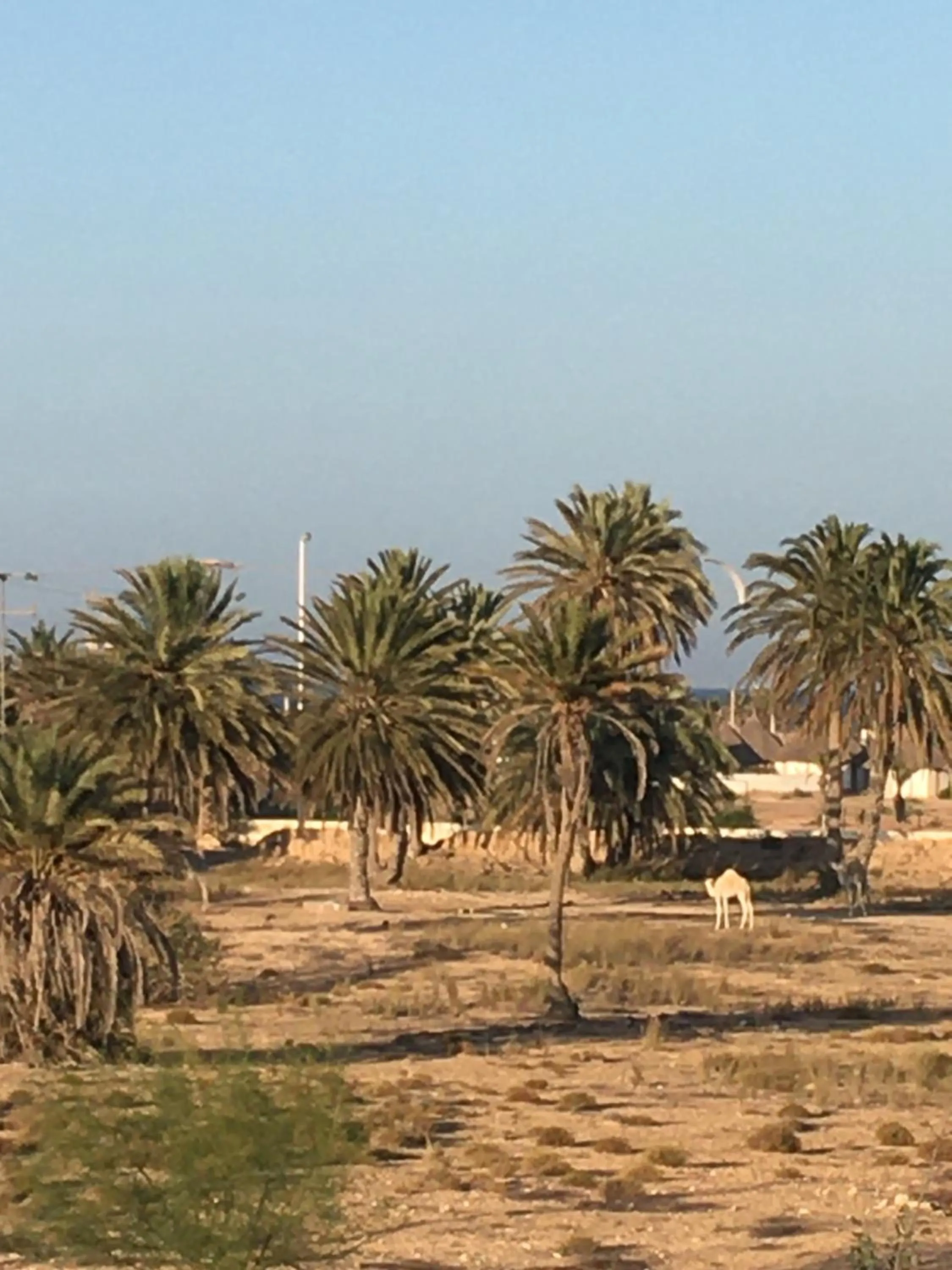 Tamalou Djerba
