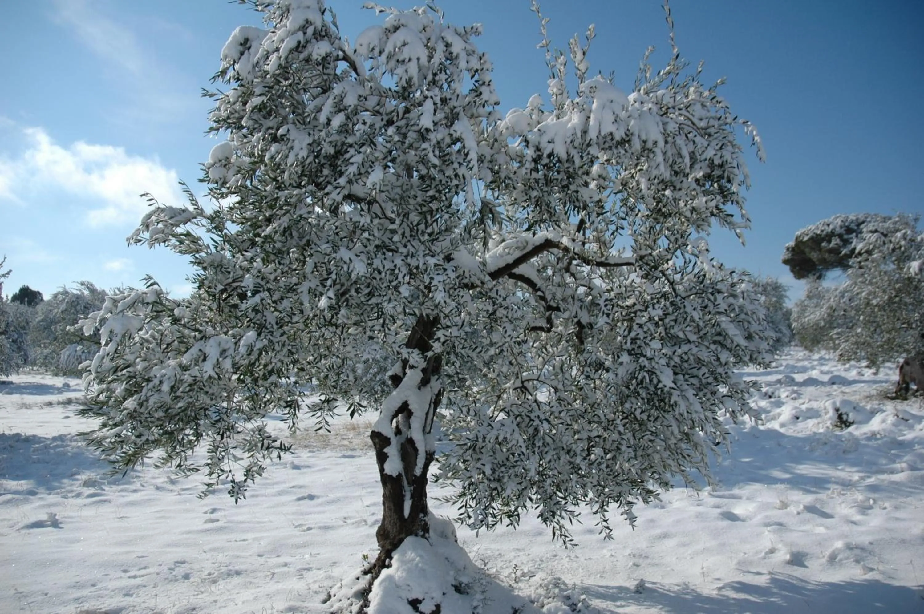 Garden in Alfieri Cottage