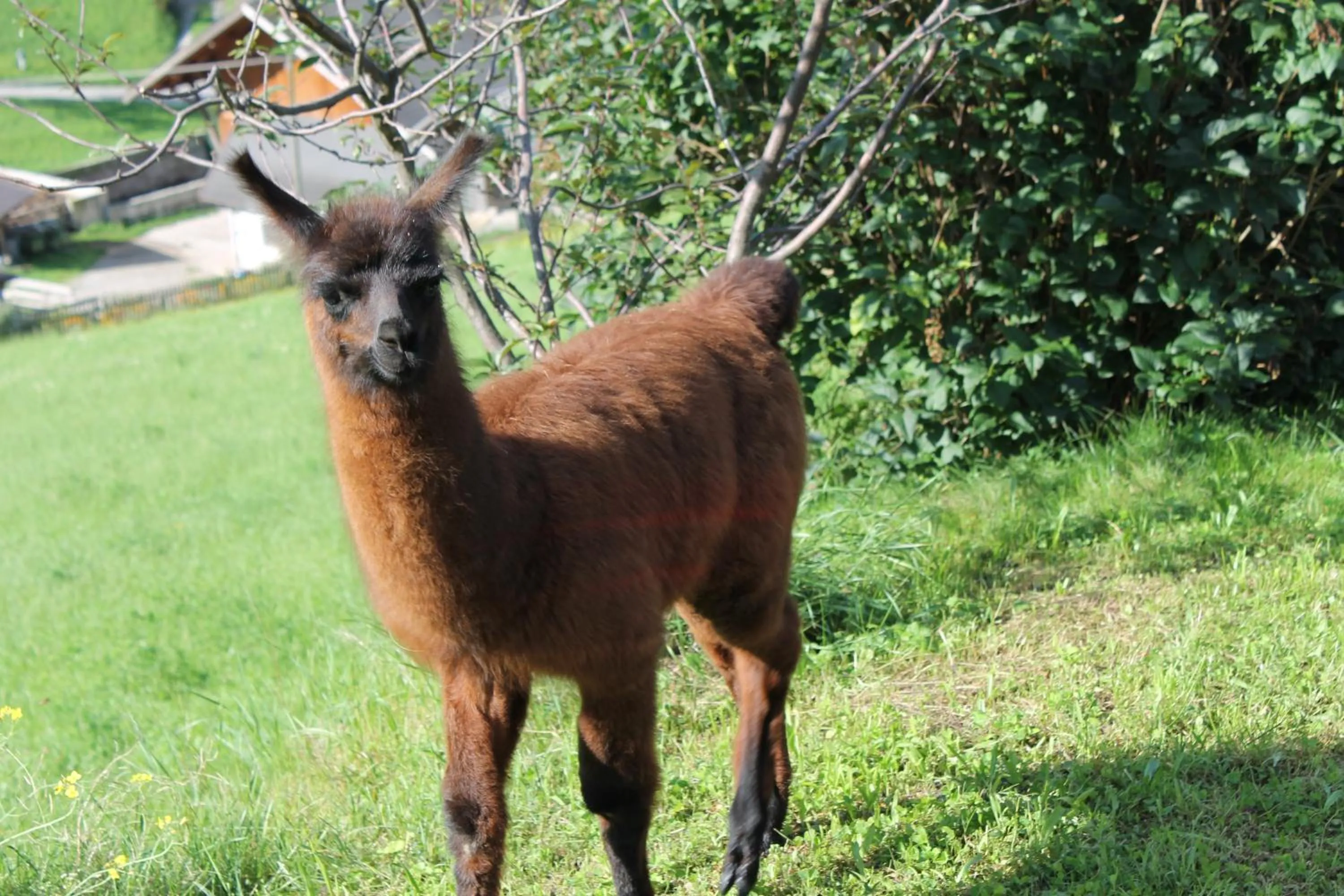 Animals in Hotel Torgglerhof