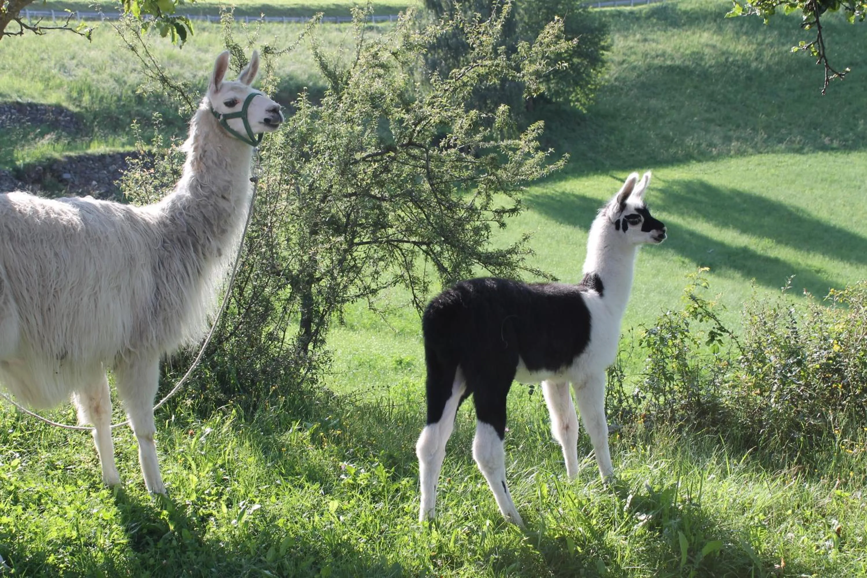 Animals in Hotel Torgglerhof