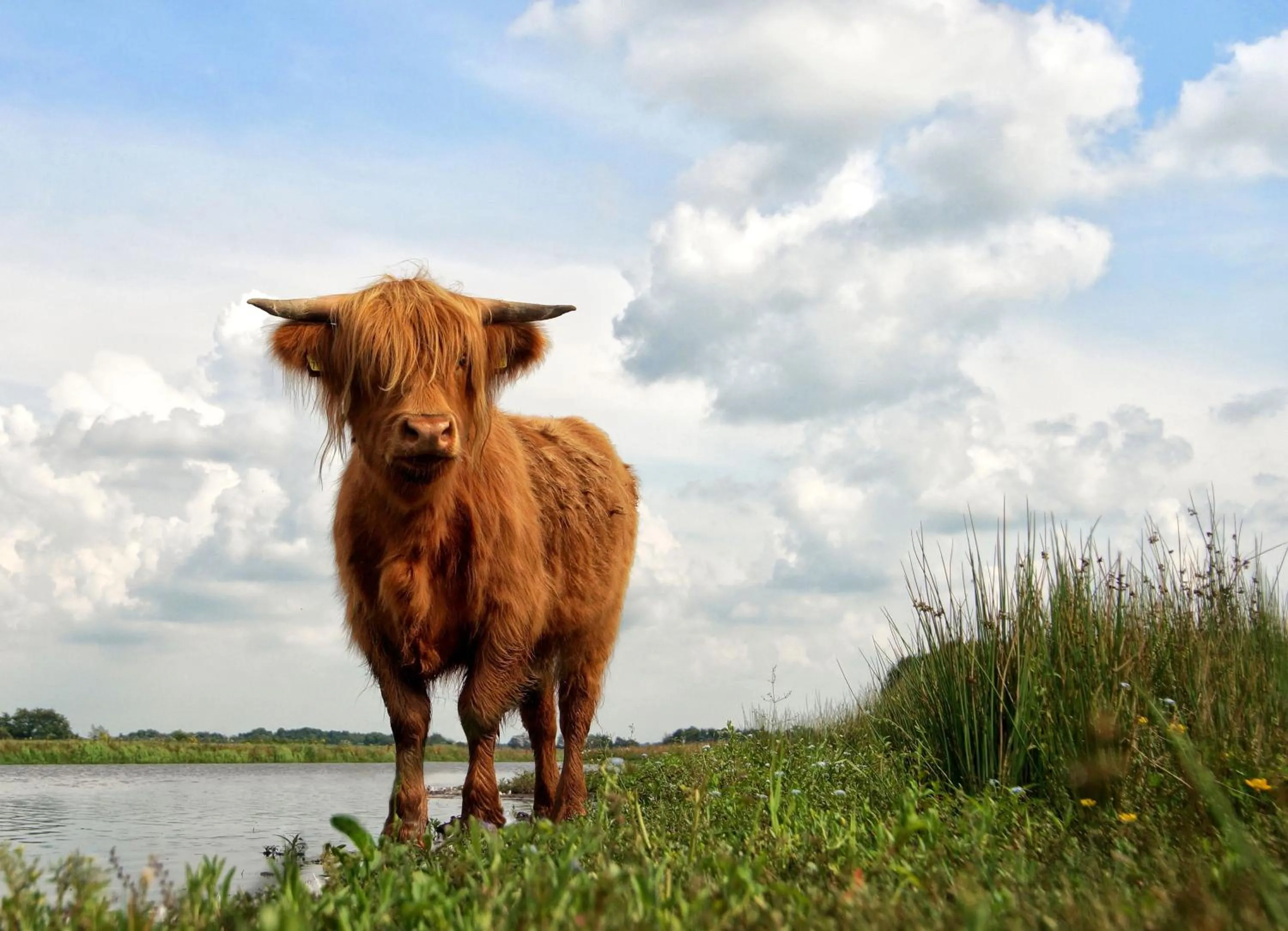 Natural landscape in Brinkhotel