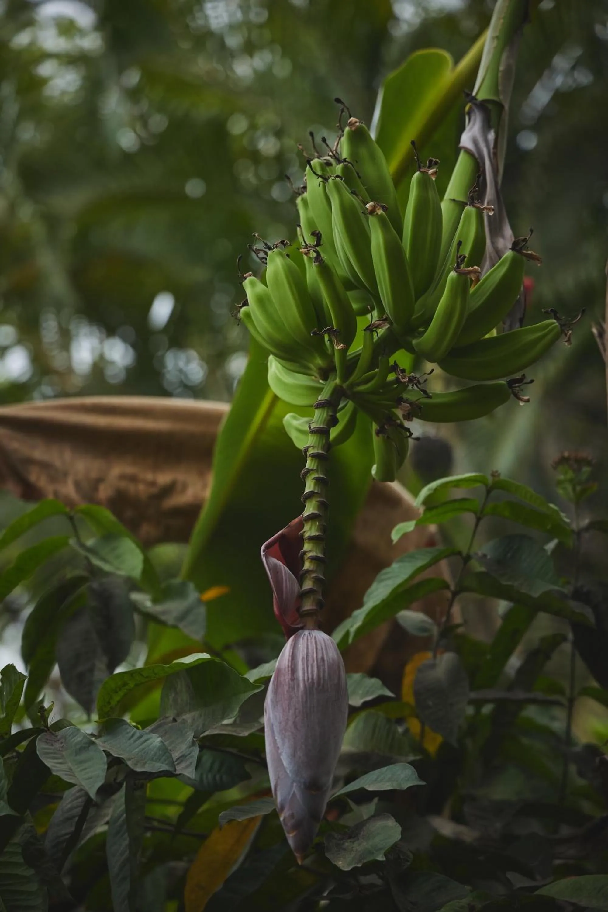 Garden view in CASITAS MARAIKA HOTEL & BEACH CLUB, Puerto Vallarta