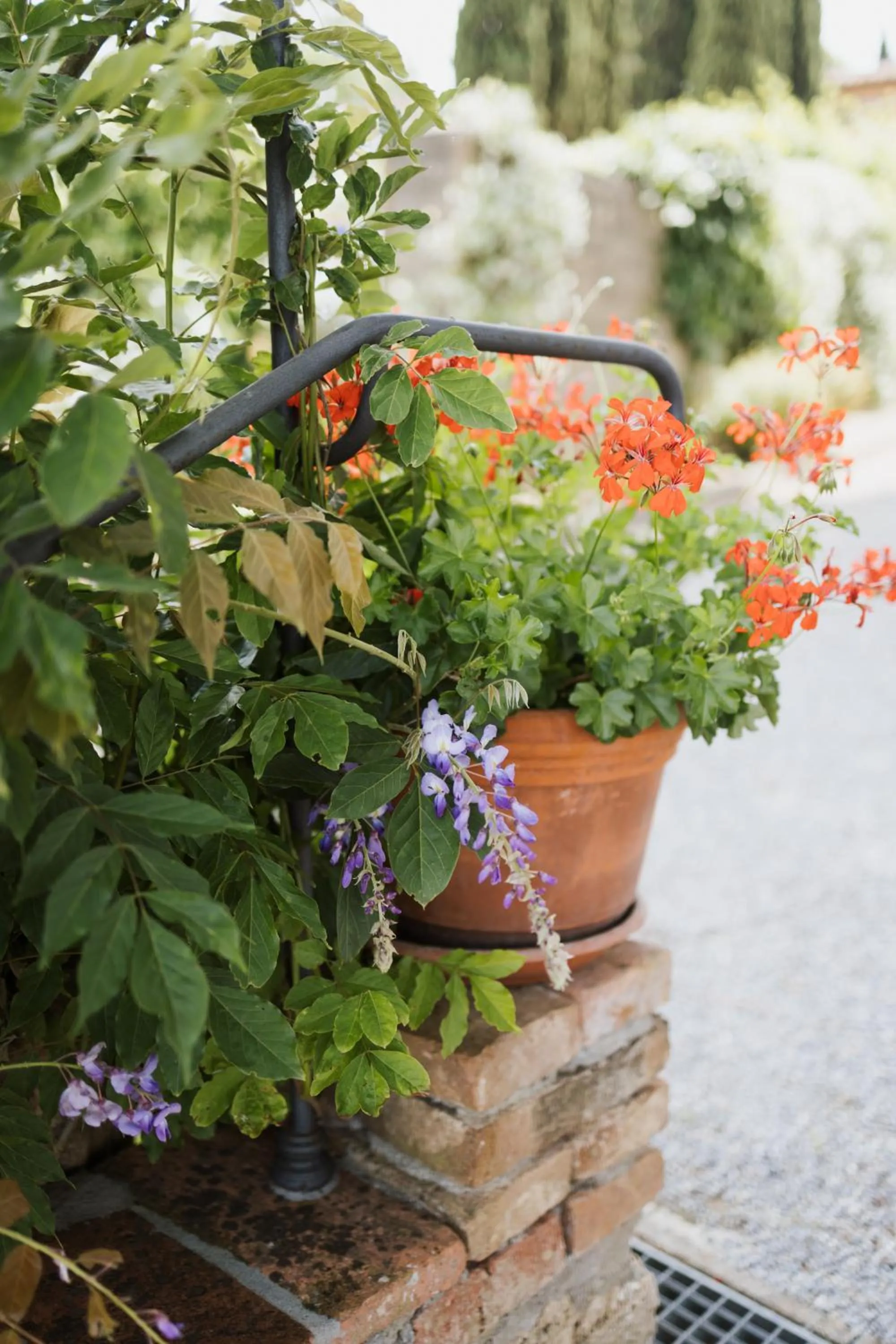 Garden view in Villa Delia Hotel and Cooking School