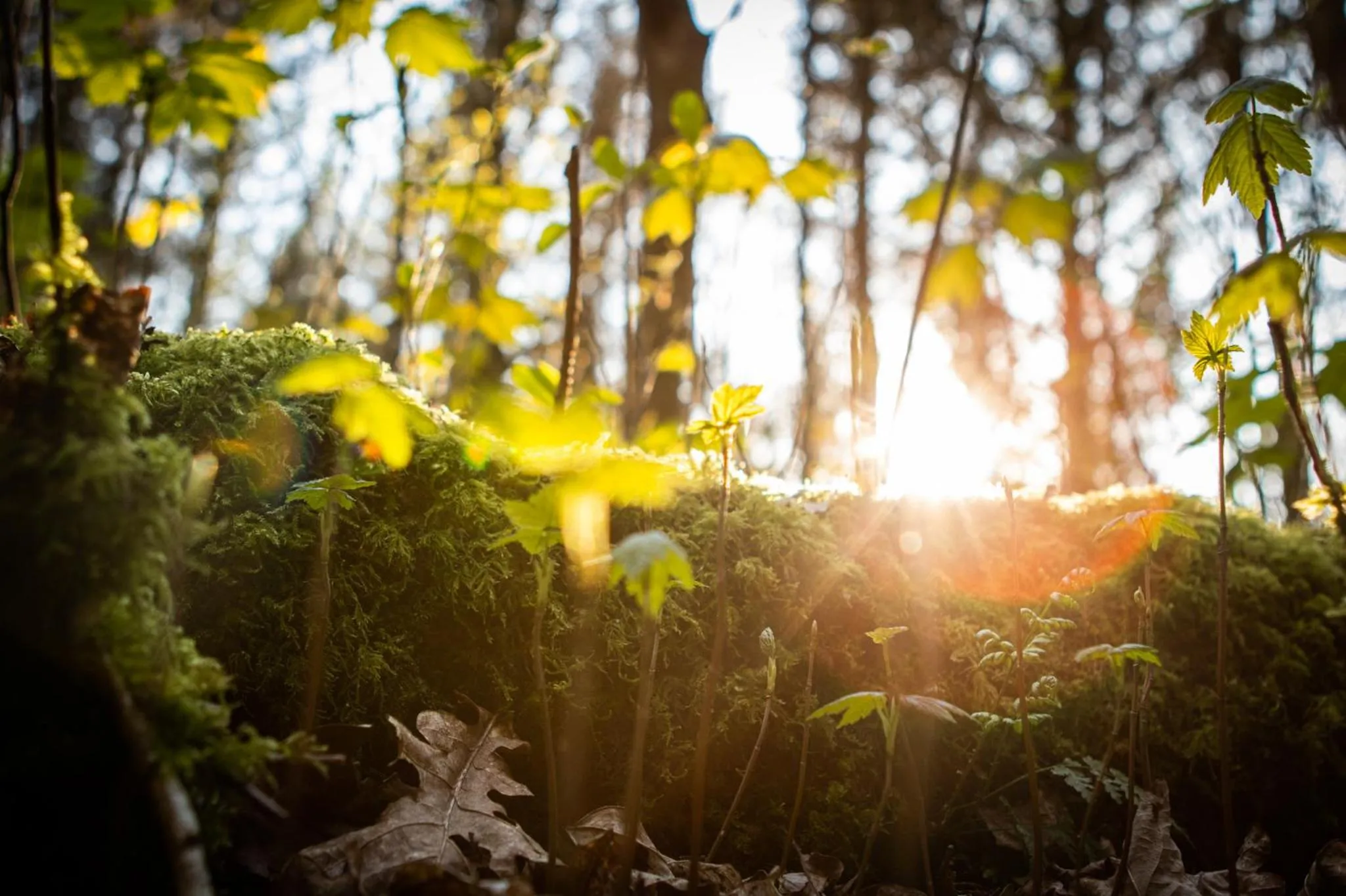Natural landscape in Grand Hotel Beatrix