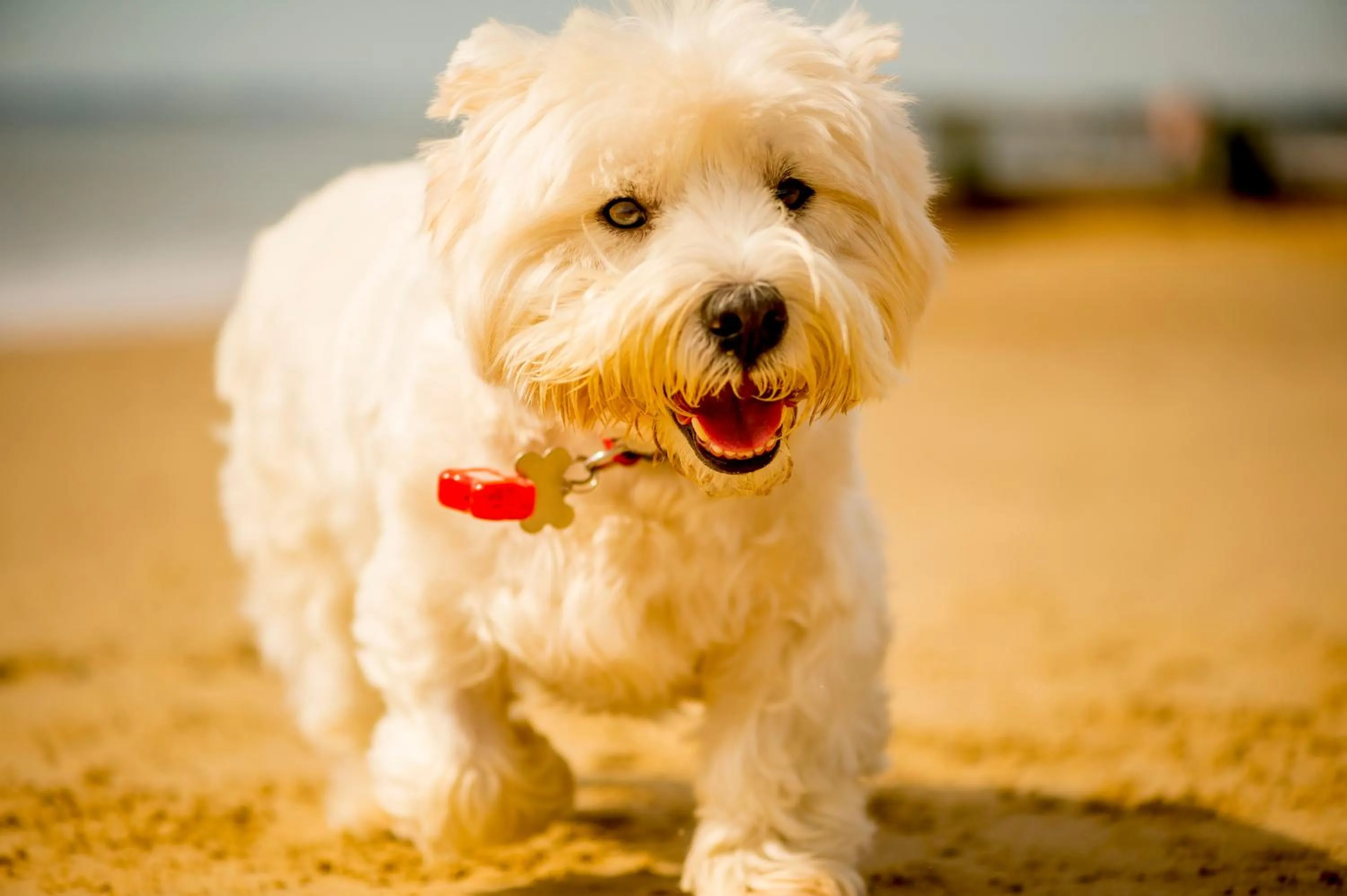Beach in Marsham Court Hotel