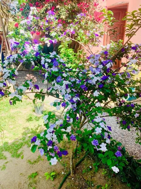 Garden in Recanto Da Ursa