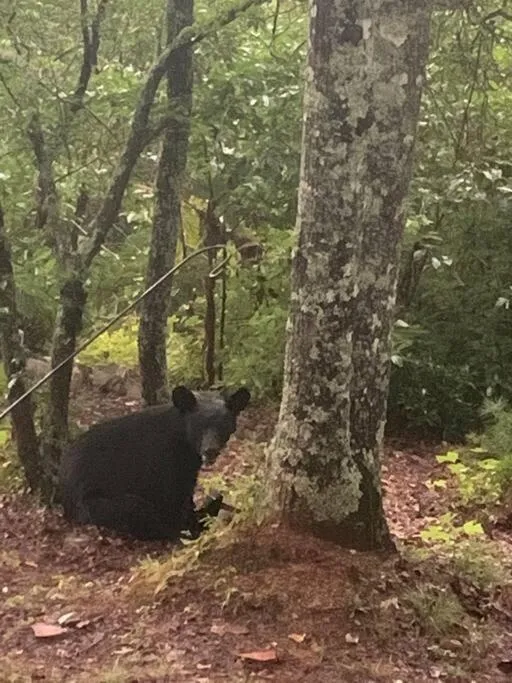 Animals in Mae’s Cottage in the Clouds