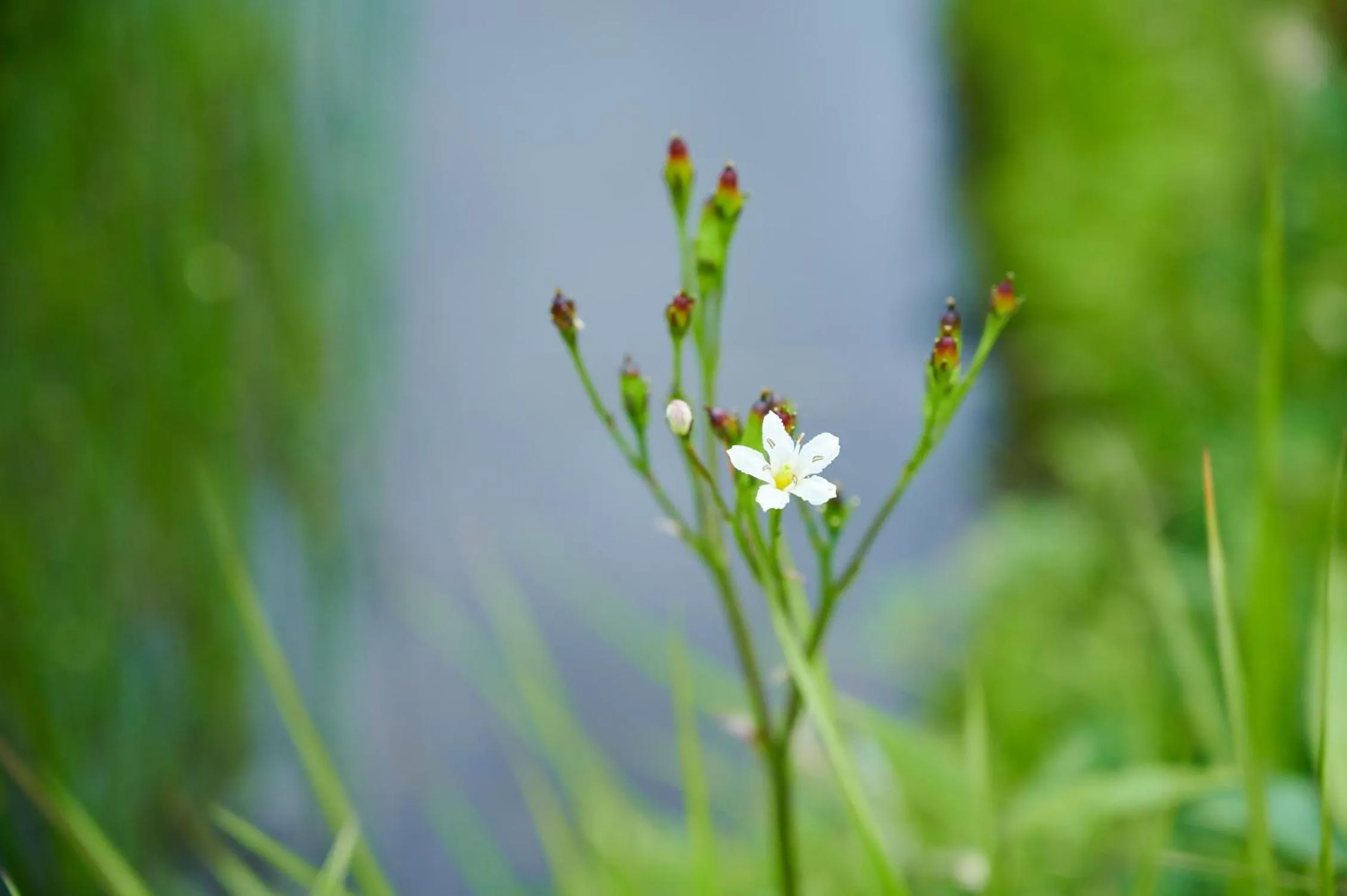 Natural landscape in Midagahara Hotel
