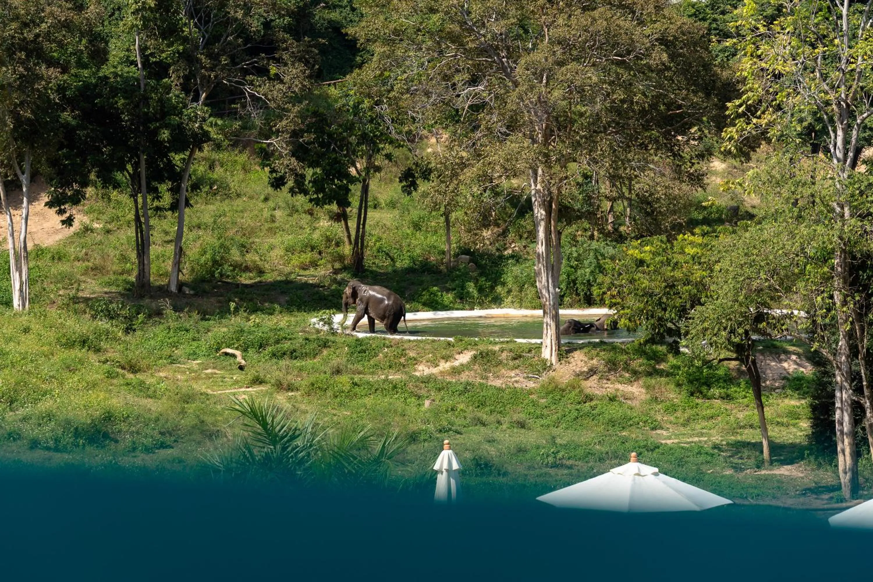 Wild Cottages Elephant Sanctuary Resort