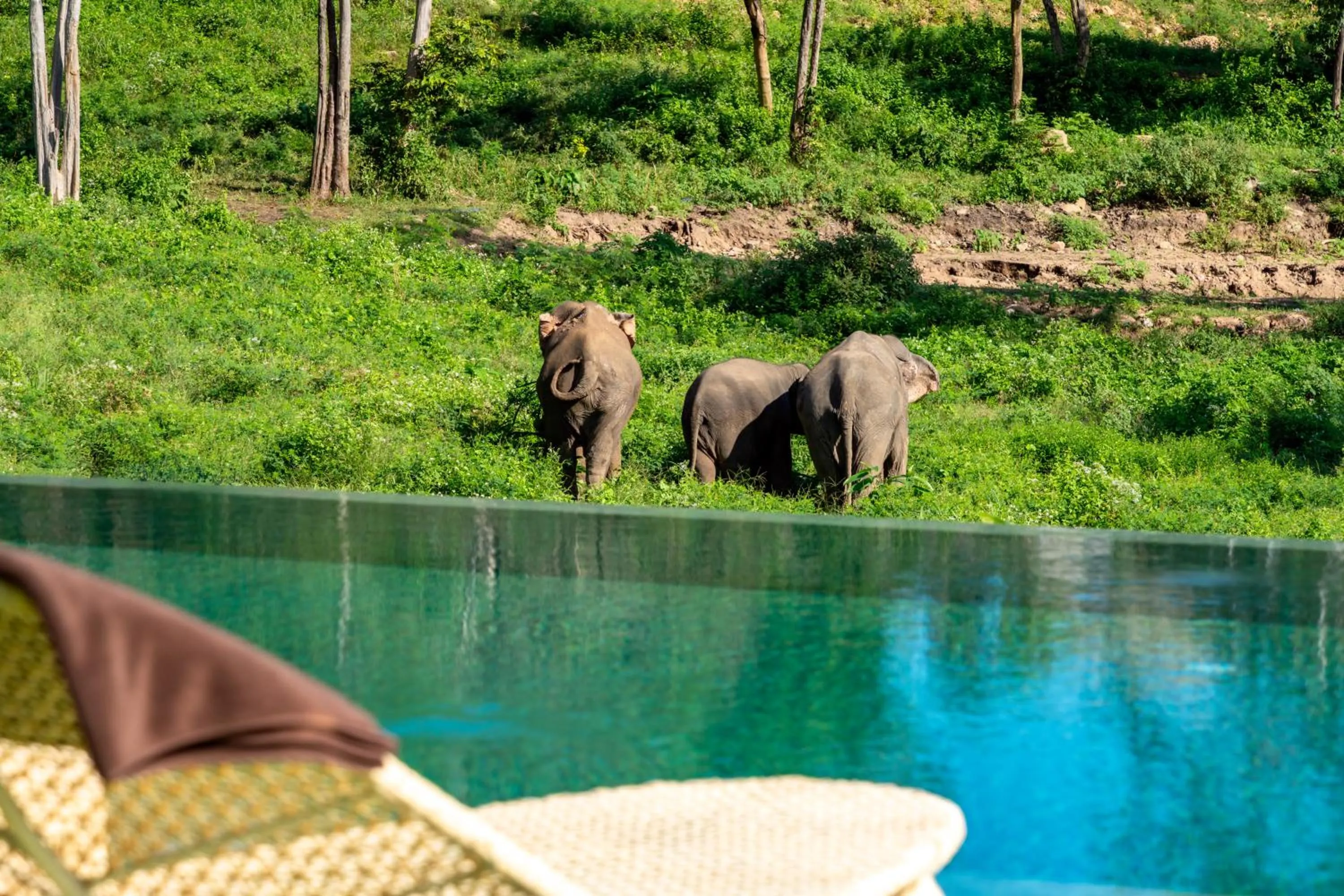Wild Cottages Elephant Sanctuary Resort