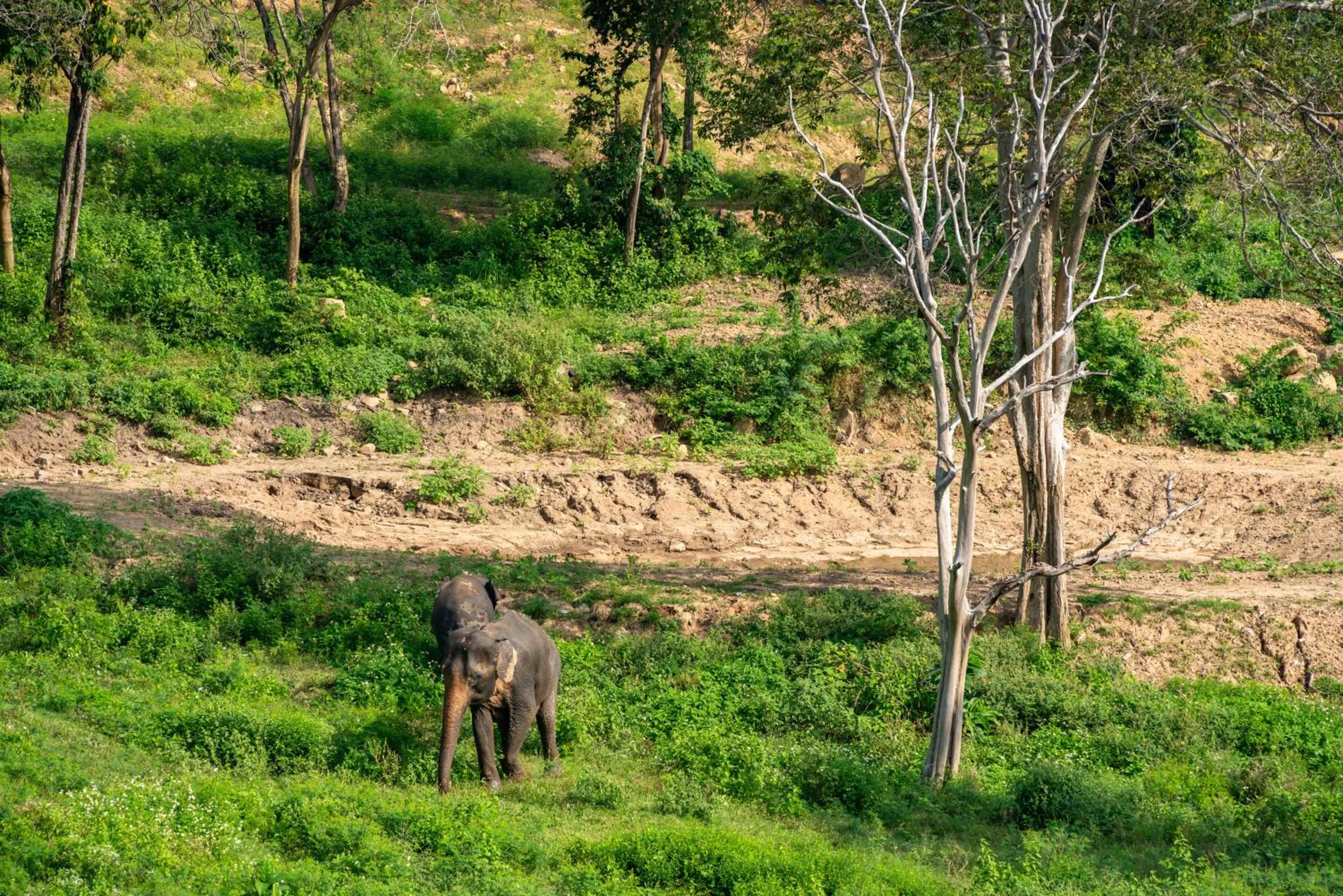 Wild Cottages Elephant Sanctuary Resort