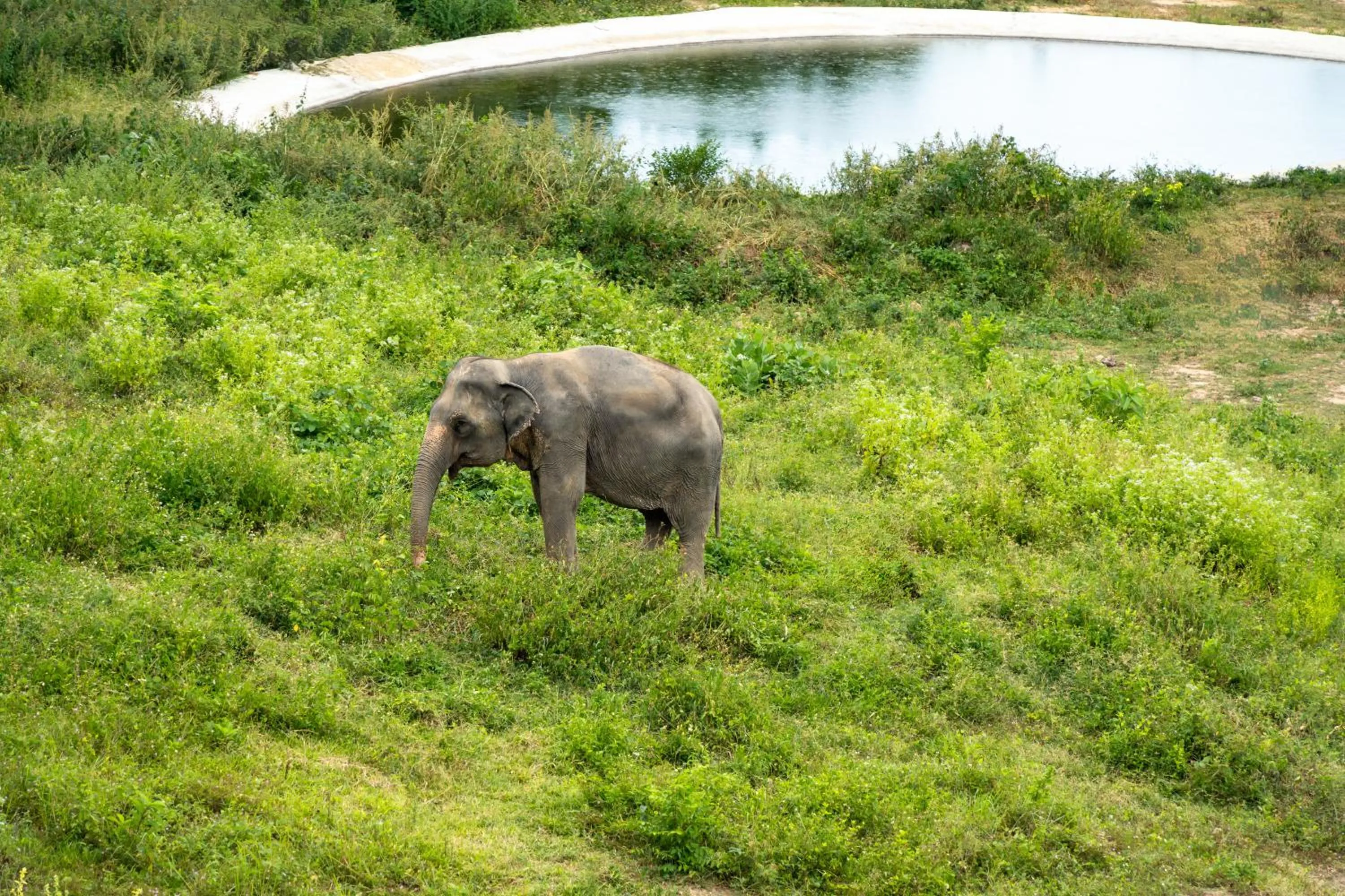 Wild Cottages Elephant Sanctuary Resort