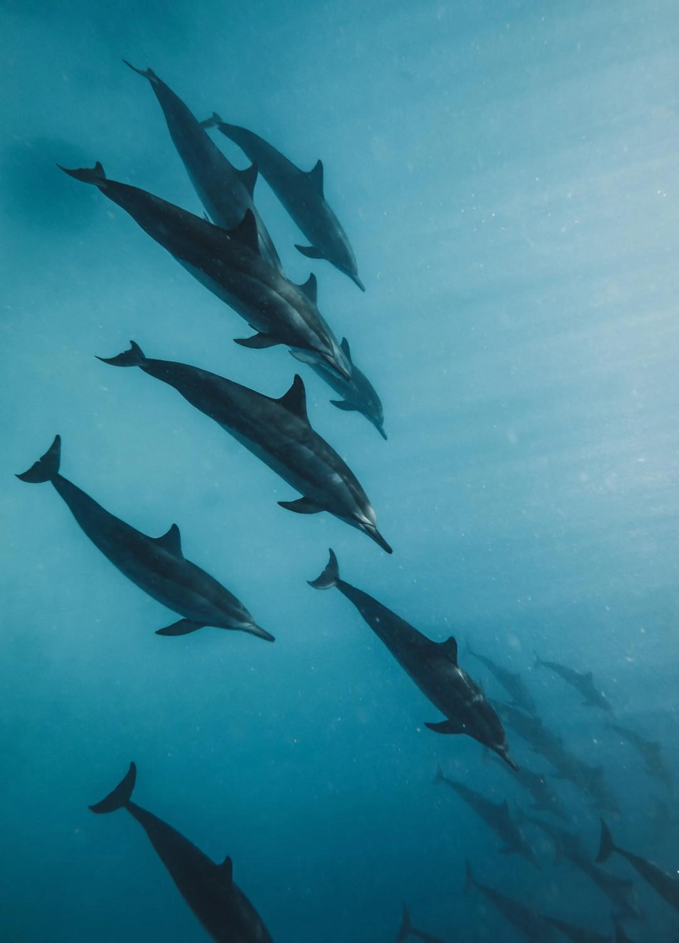 Snorkeling in The Zen Den